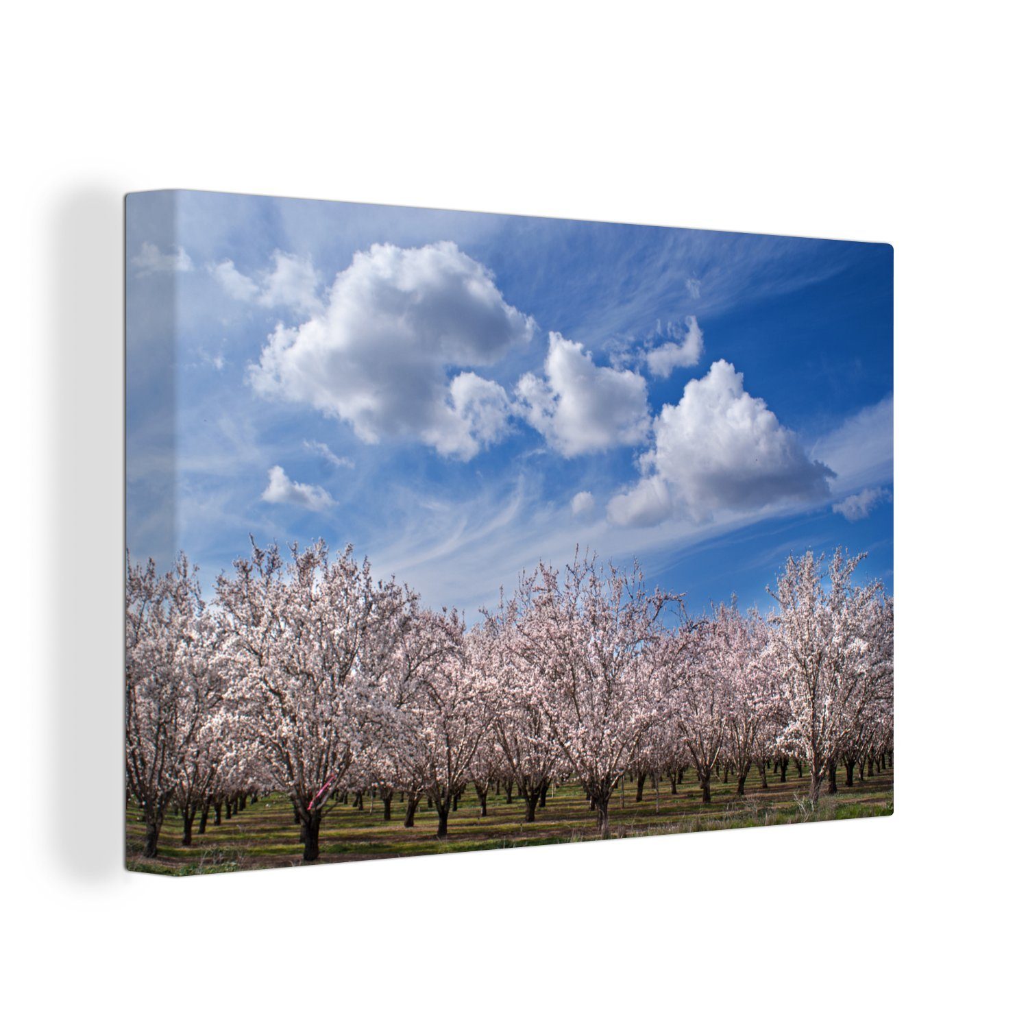 OneMillionCanvasses® Leinwandbild Mandelbäume unter klarem Himmel, (1 St), Wandbild Leinwandbilder, Aufhängefertig, Wanddeko, 30x20 cm