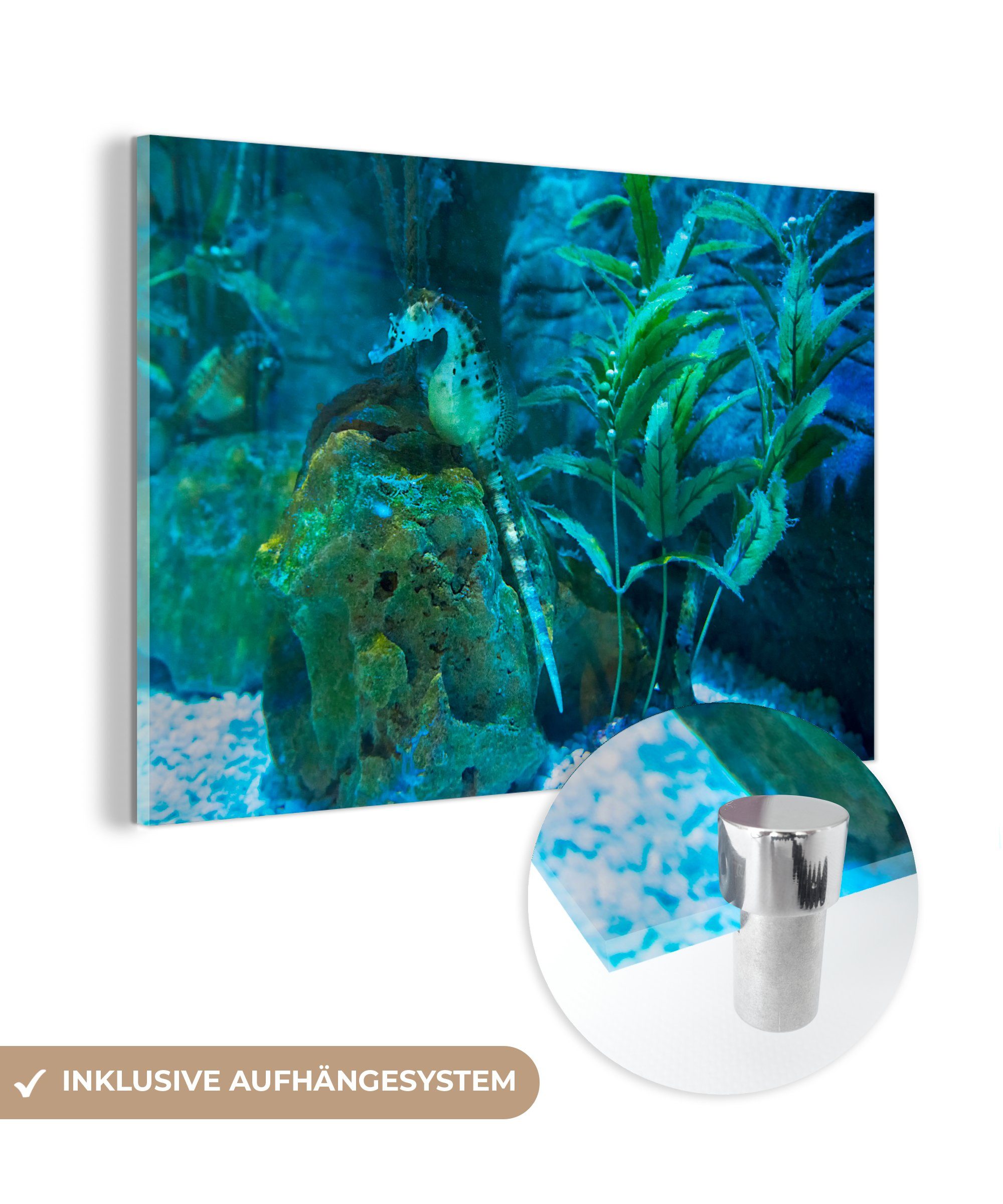 MuchoWow Acrylglasbild Seepferdchen im Meer, (1 St), Acrylglasbilder Wohnzimmer & Schlafzimmer