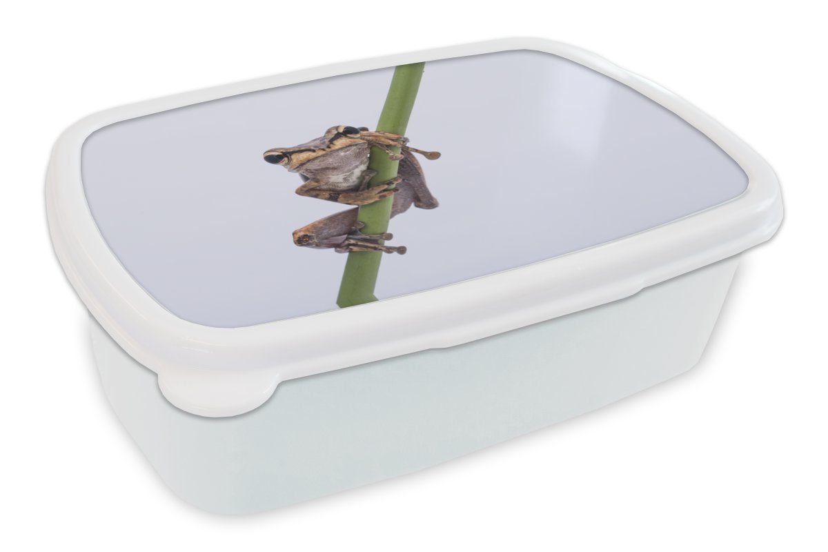MuchoWow Lunchbox Frosch - Zweig - Grau, Kunststoff, (2-tlg), Brotbox für Kinder und Erwachsene, Brotdose, für Jungs und Mädchen weiß