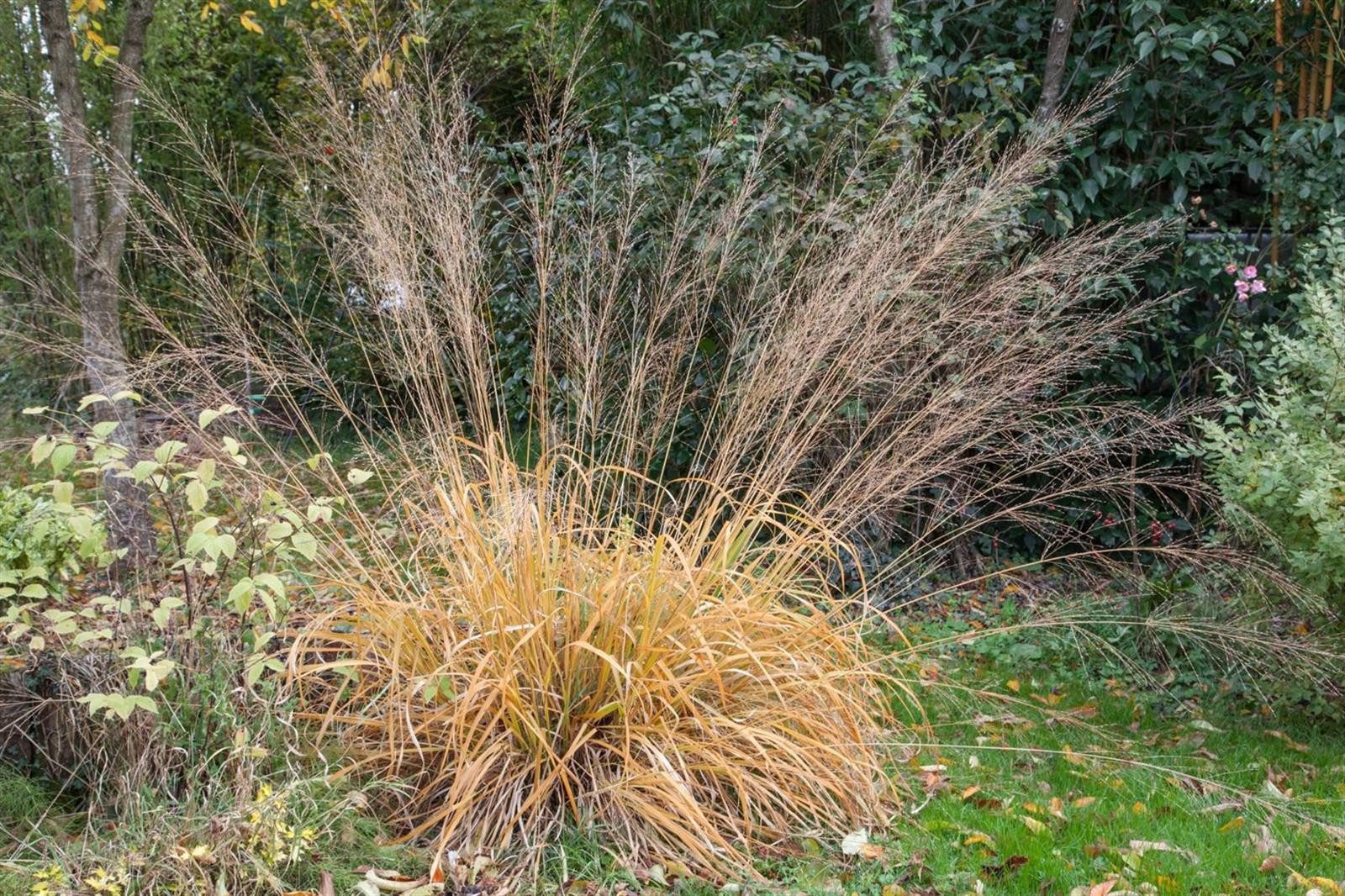 Pflanzen für Dich Травы Molinia arund. Fontäne, 1 St., Rohr-Pfeifengras, Riesen-Pfeifengras, überhängend, herbstfärbung gelb