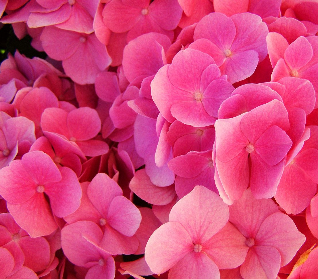 Dehner Zierstrauch Schneeball-Hortensie Pink Annabelle®, pink-farbene Blüten, reichblühende Blütenpompons