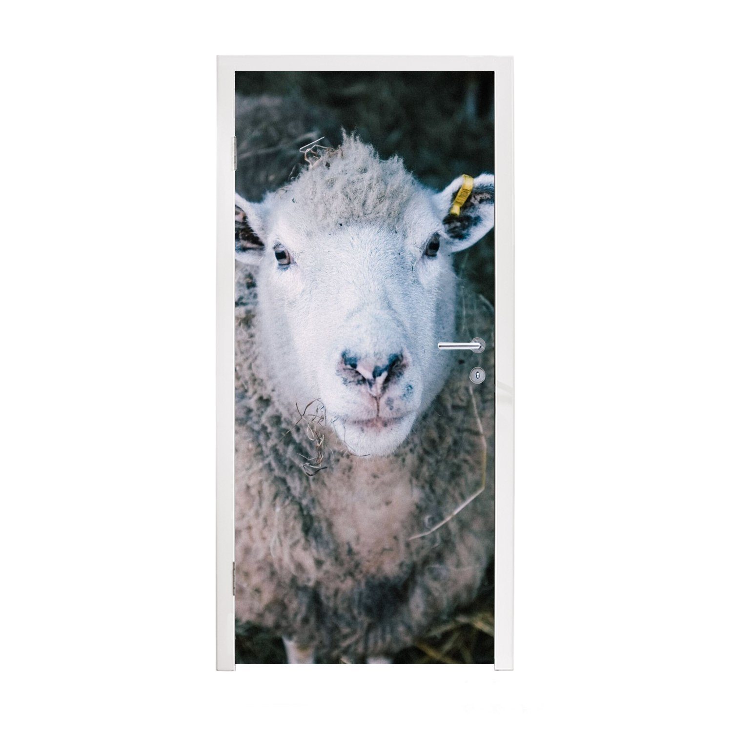 Türtapete Fototapete Tiere St), cm Schafe - Türaufkleber, Rinder, Tür, für 75x205 Matt, - MuchoWow bedruckt, (1