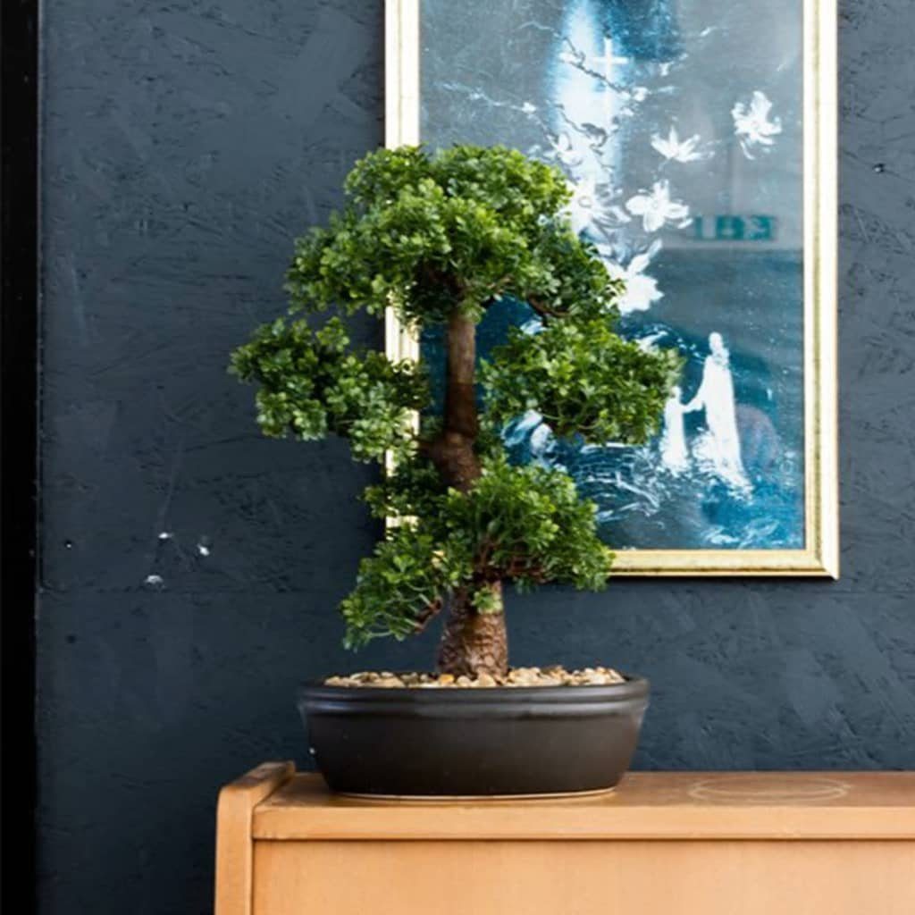 43 Kunstrasen Mini-Bonsai in Künstliches 43 Schale Höhe: Emerald, Brauner cm, Botanic-Haus Ficus mm