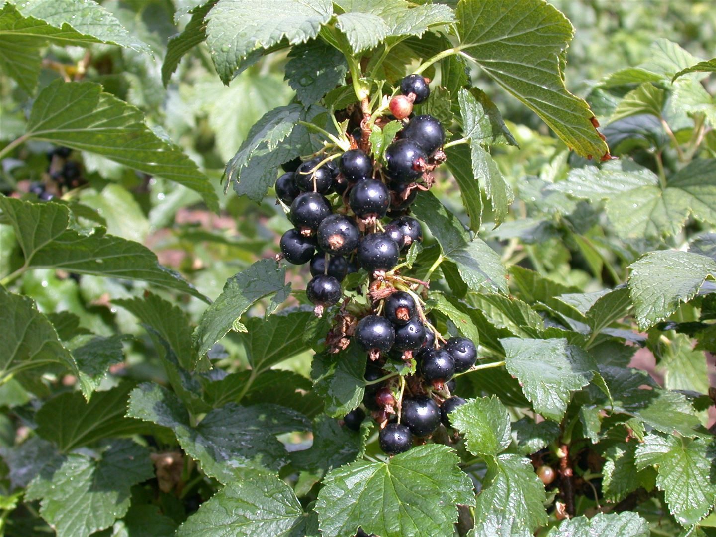 Pflanzen für Dich Obstpflanze Ribes nigrum Silvergieters Schwarze, 1 St., Schwarze Johannisbeere, Silbergieters Schwarze, schwarze Beeren, vitaminreich