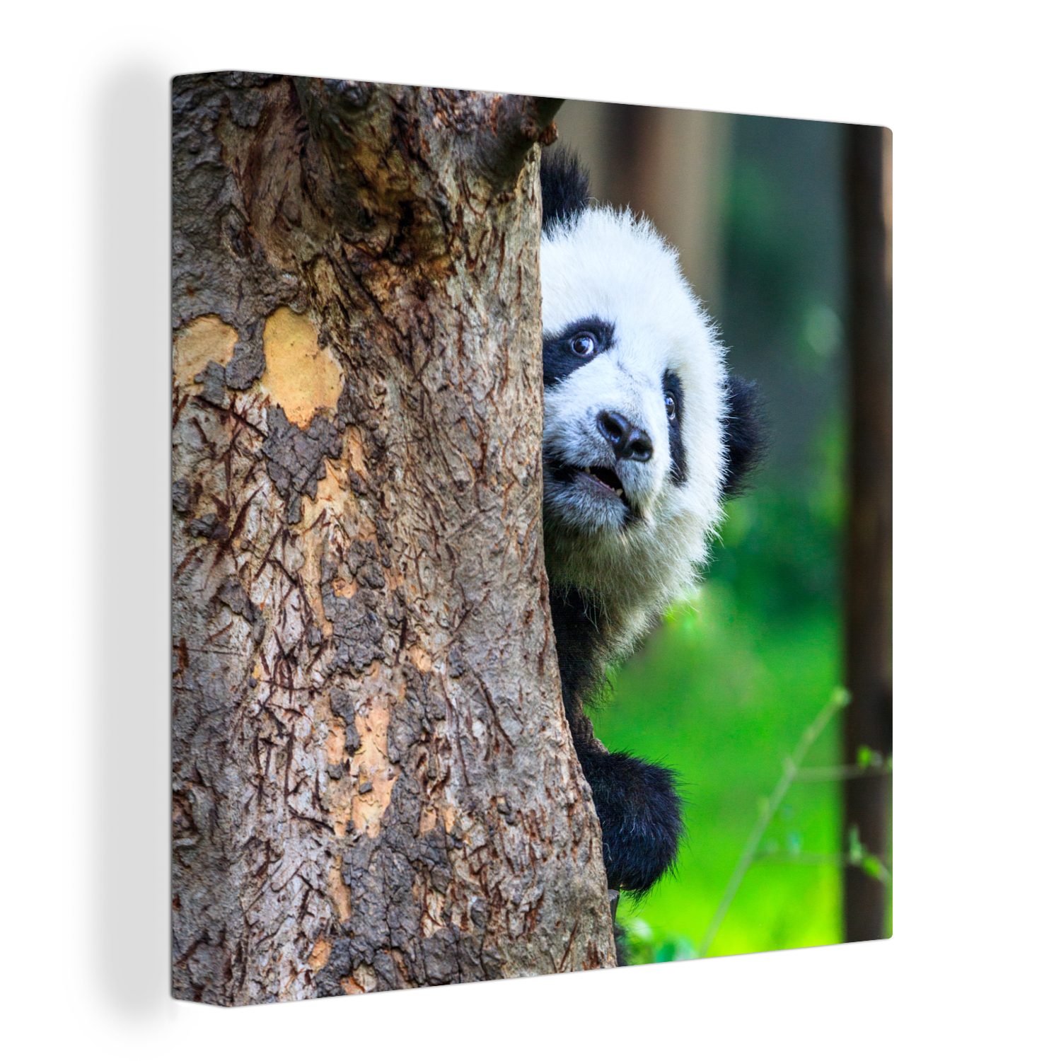 OneMillionCanvasses® Leinwandbild Panda - Baum - Wald, (1 St), Leinwand Bilder für Wohnzimmer Schlafzimmer