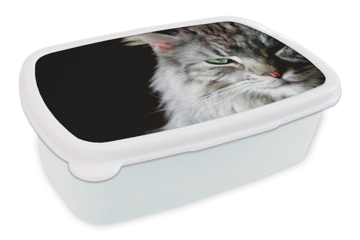 MuchoWow Lunchbox Porträt einer graufarbigen Maine Coon Katze, Kunststoff, (2-tlg), Brotbox für Kinder und Erwachsene, Brotdose, für Jungs und Mädchen weiß