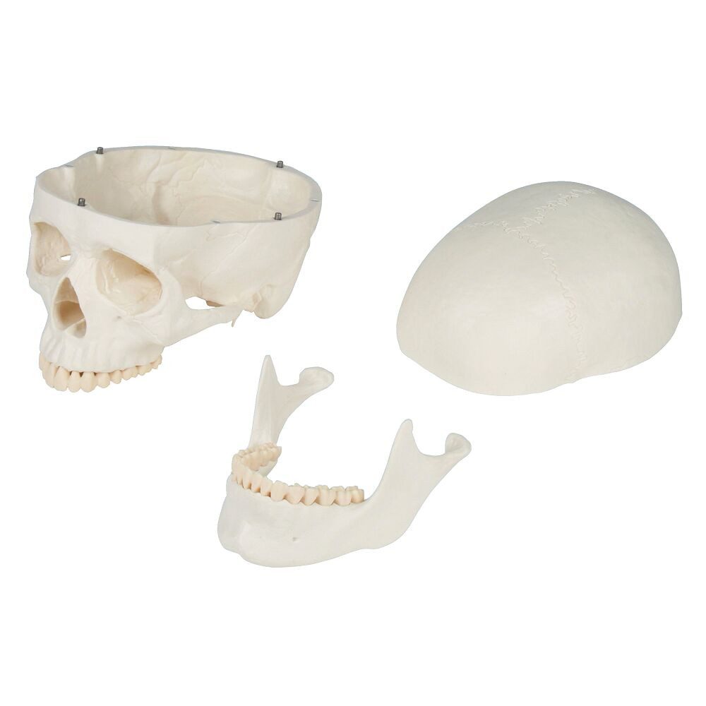 Erler Zimmer Magnettafel Skelettmodell Schulskelett Oscar, Besonders stabil: Aus haltbarem, unzerbrechlichem Kunststoff