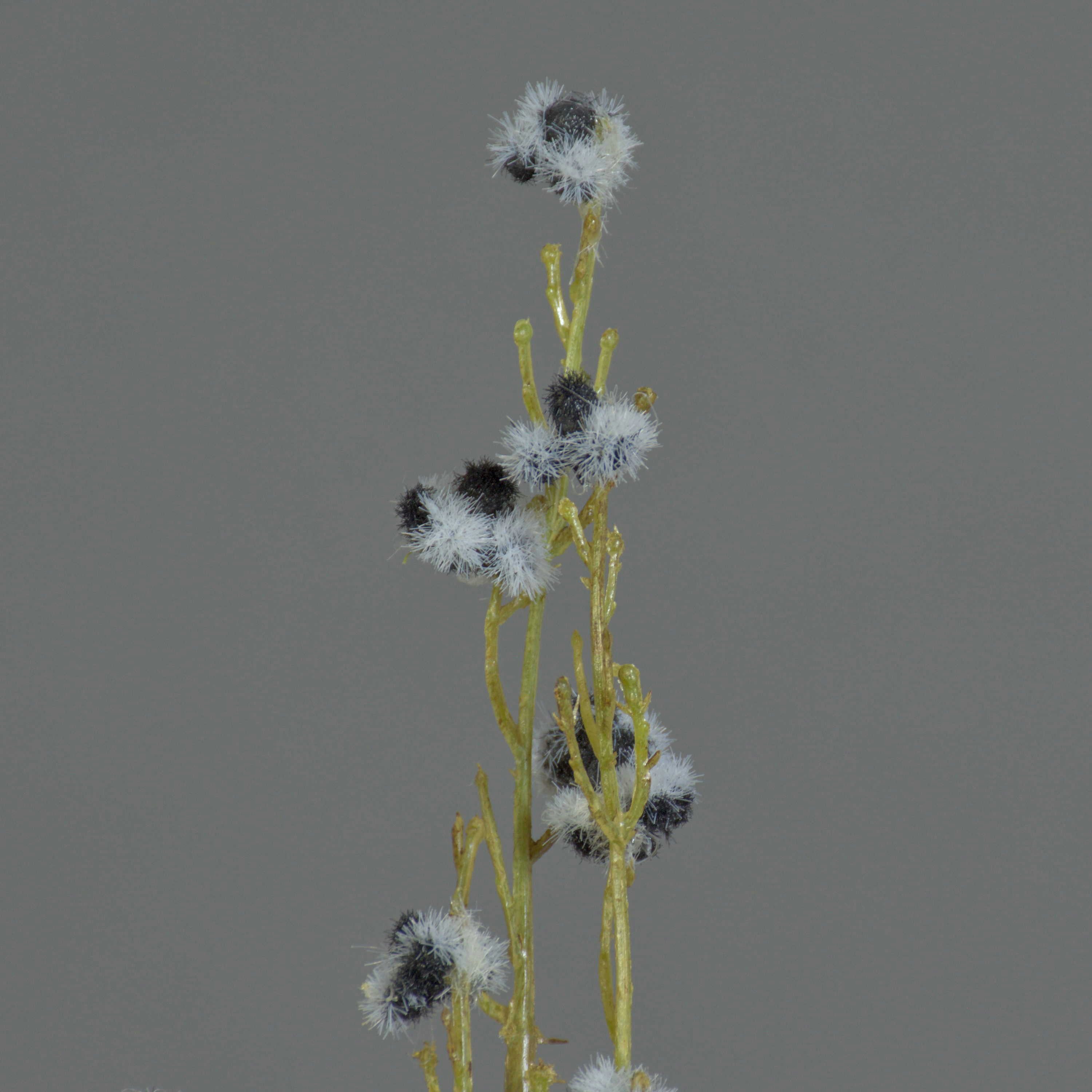 Kunstzweig Künstliche Stirlingia latifolia COLLAN, schwarz-weiß, 85cm Stirlingia, artplants, Höhe 75.0 cm