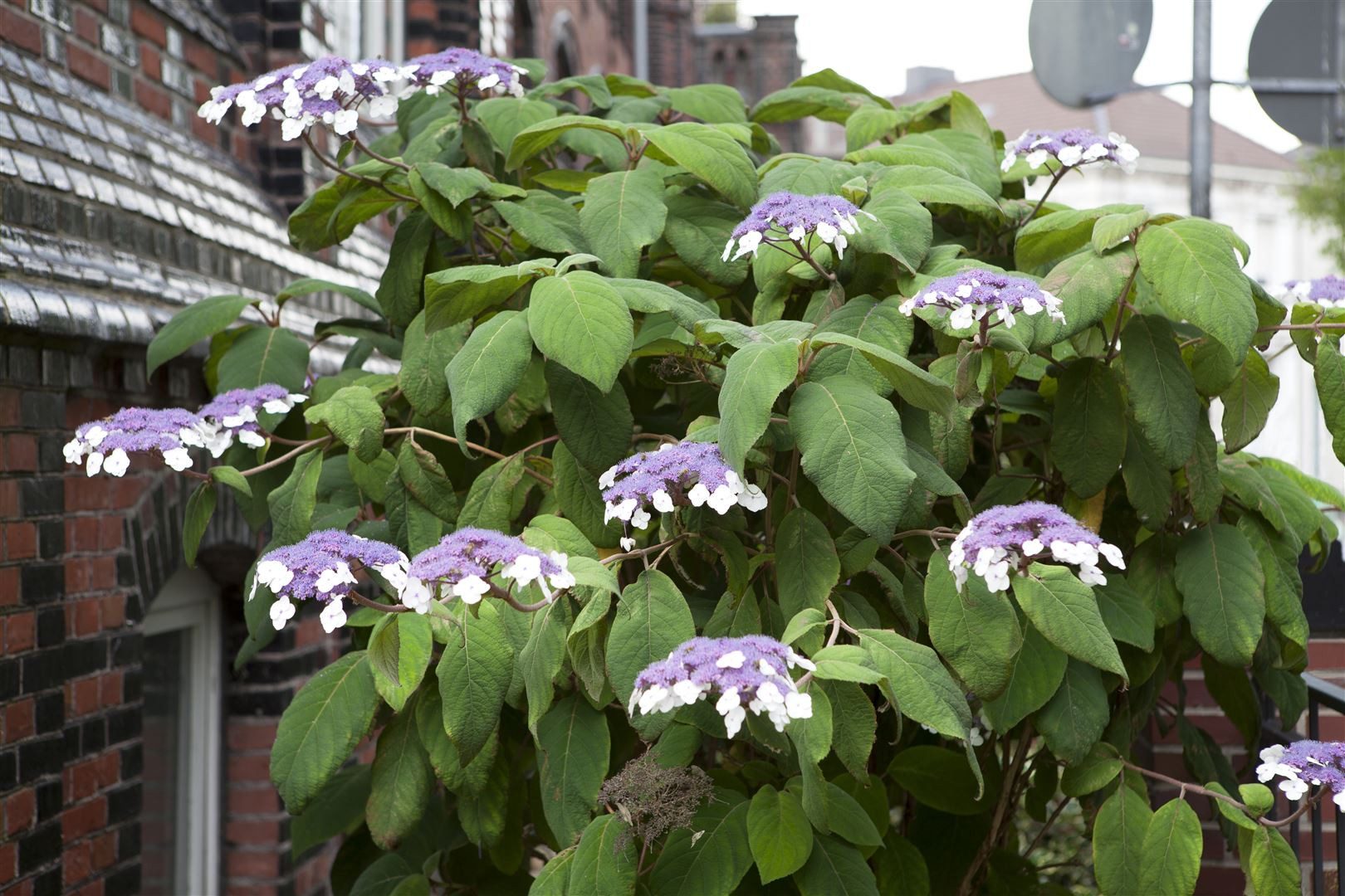 Pflanzen für Dich Gehölze Hydrangea aspera Macrophylla, 1 St., Raue Hortensie, Samthortensie