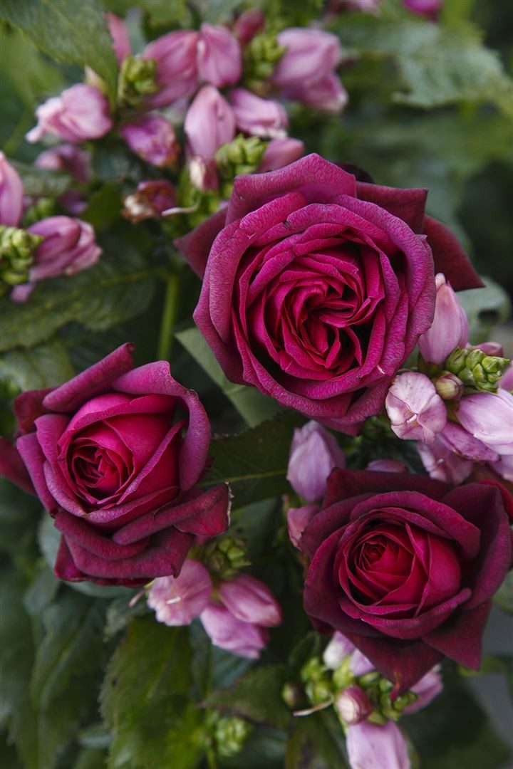 Pflanzen für Dich Rose Rosa Gräfin Diana