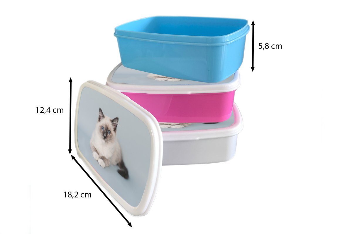 - Jungen - Mädchen Katze - - Katze weiß Kunststoff, Kinder MuchoWow für Brotdose, Kinder Mädchen - (2-tlg), Brotbox Kind, und Ragdoll - Blau und für Erwachsene, Jungs Lunchbox