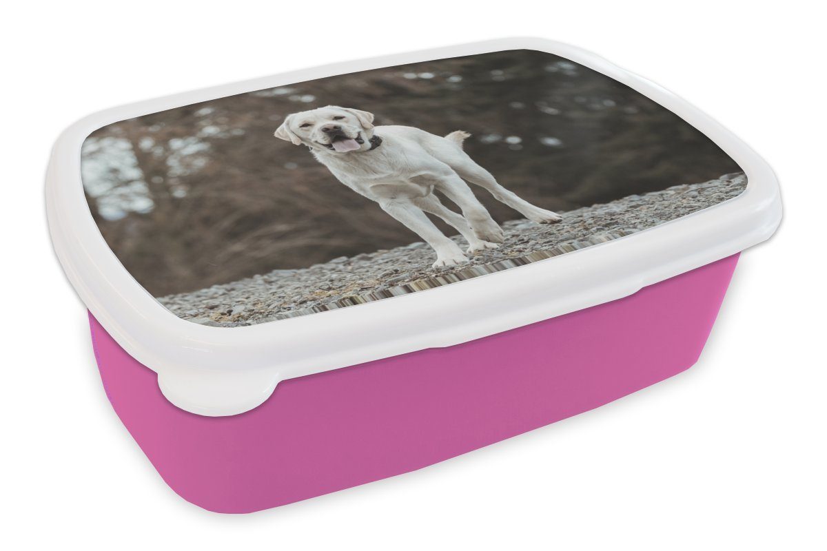 MuchoWow Lunchbox Ein weißer Labrador Retriever auf den Steinen, Kunststoff, (2-tlg), Brotbox für Erwachsene, Brotdose Kinder, Snackbox, Mädchen, Kunststoff rosa