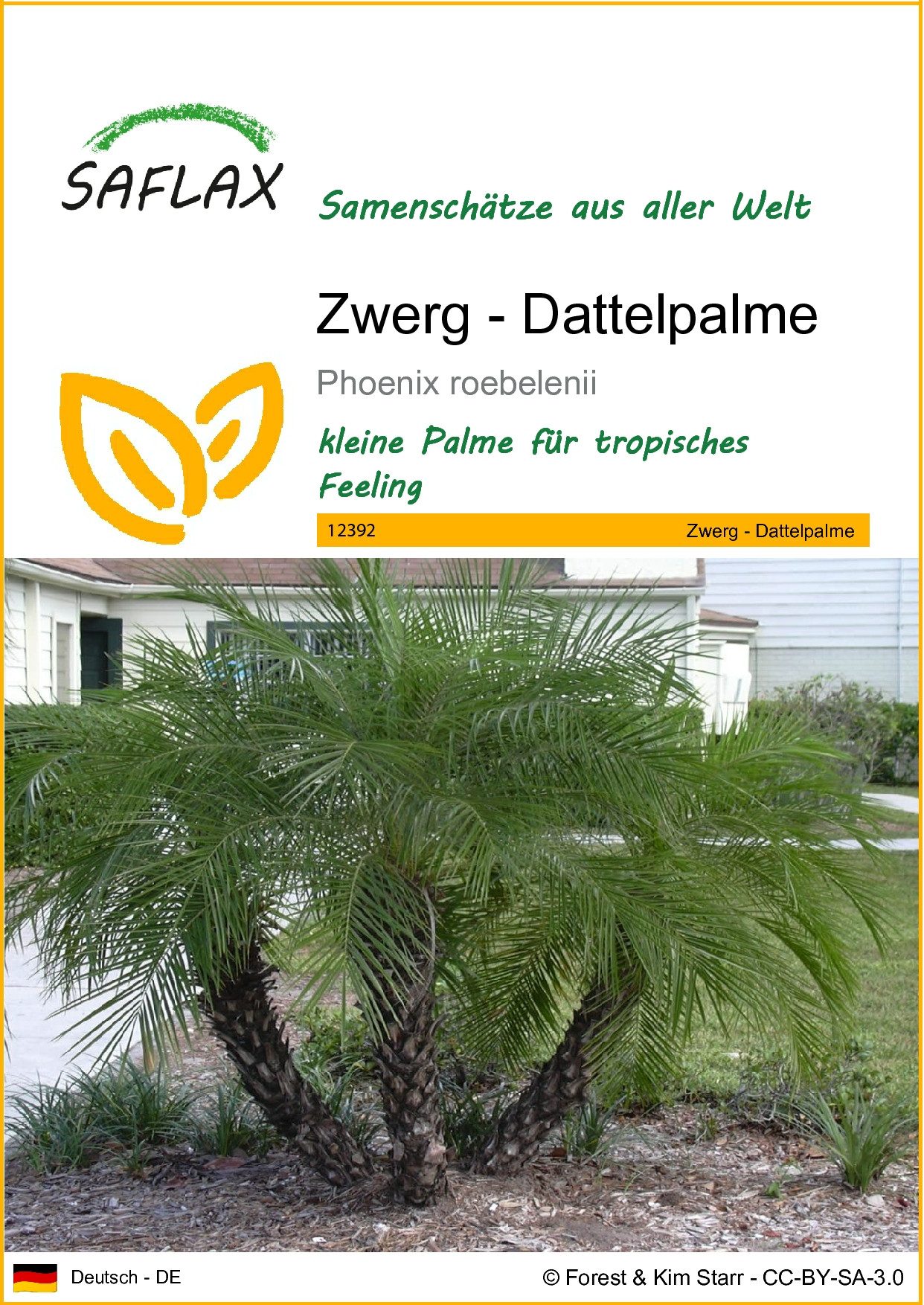 SAFLAX Blumensamen SAFLAX - Samen - Zwerg - Dattelpalme