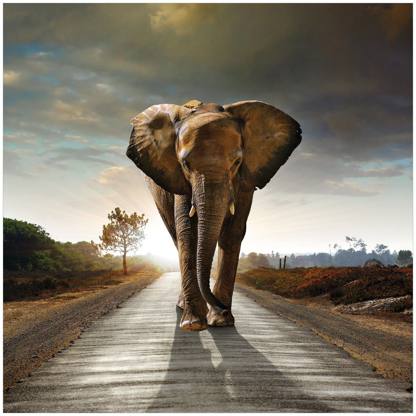 Wallario Tischplatte Elefant bei Sonnenaufgang in Afrika (1 St), für Ikea Lack Tisch geeignet