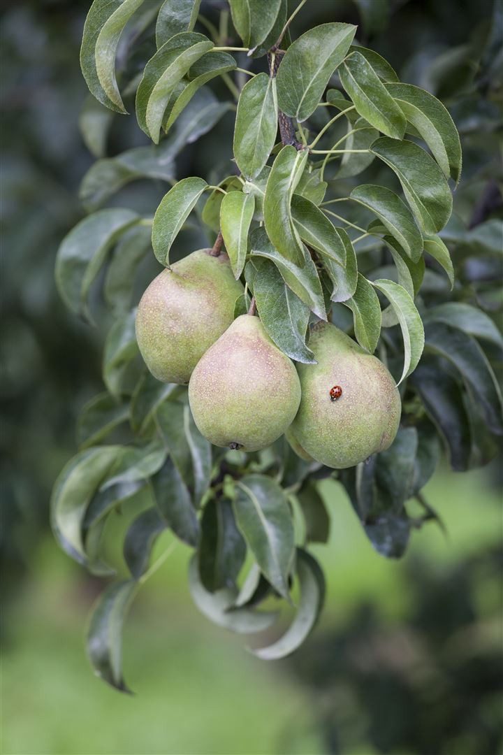 Pflanzen für Dich Obstpflanze Pyrus communis, 1 St., Birnbaum, Kulturbirne, essbar, weißblühend