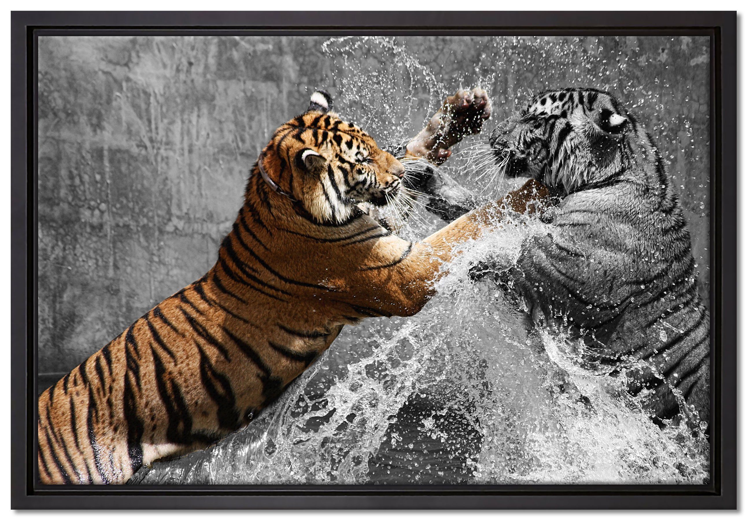 Pixxprint Leinwandbild prachtvolle Tiger kämpfen, Wanddekoration (1 St), Leinwandbild fertig bespannt, in einem Schattenfugen-Bilderrahmen gefasst, inkl. Zackenaufhänger