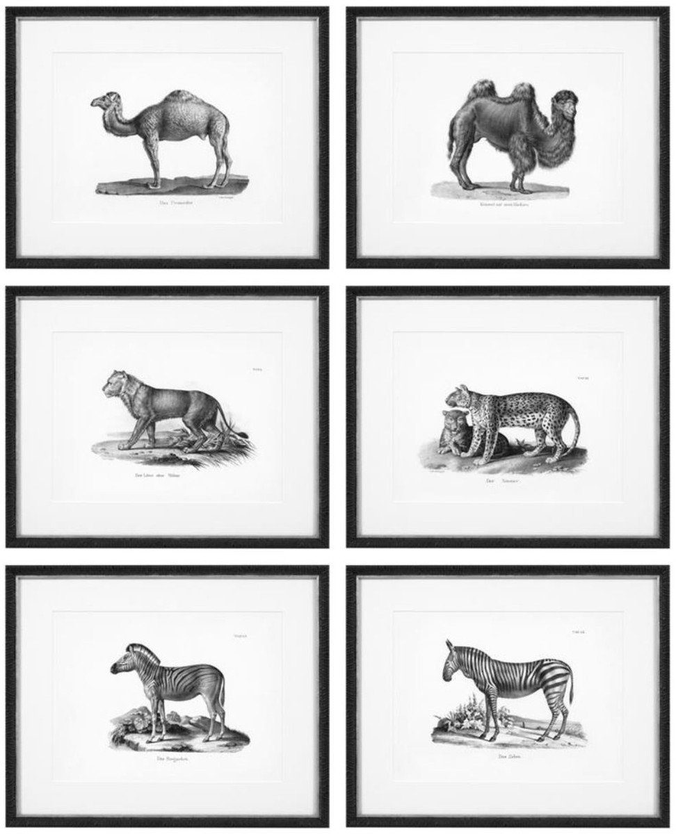 Casa Padrino Bilderrahmen Bilder 6er Set Historische Tiere Schwarz / Weiß 53,5 x H. 43,5 - Luxus Kunstdrucke mit Holzrahmen