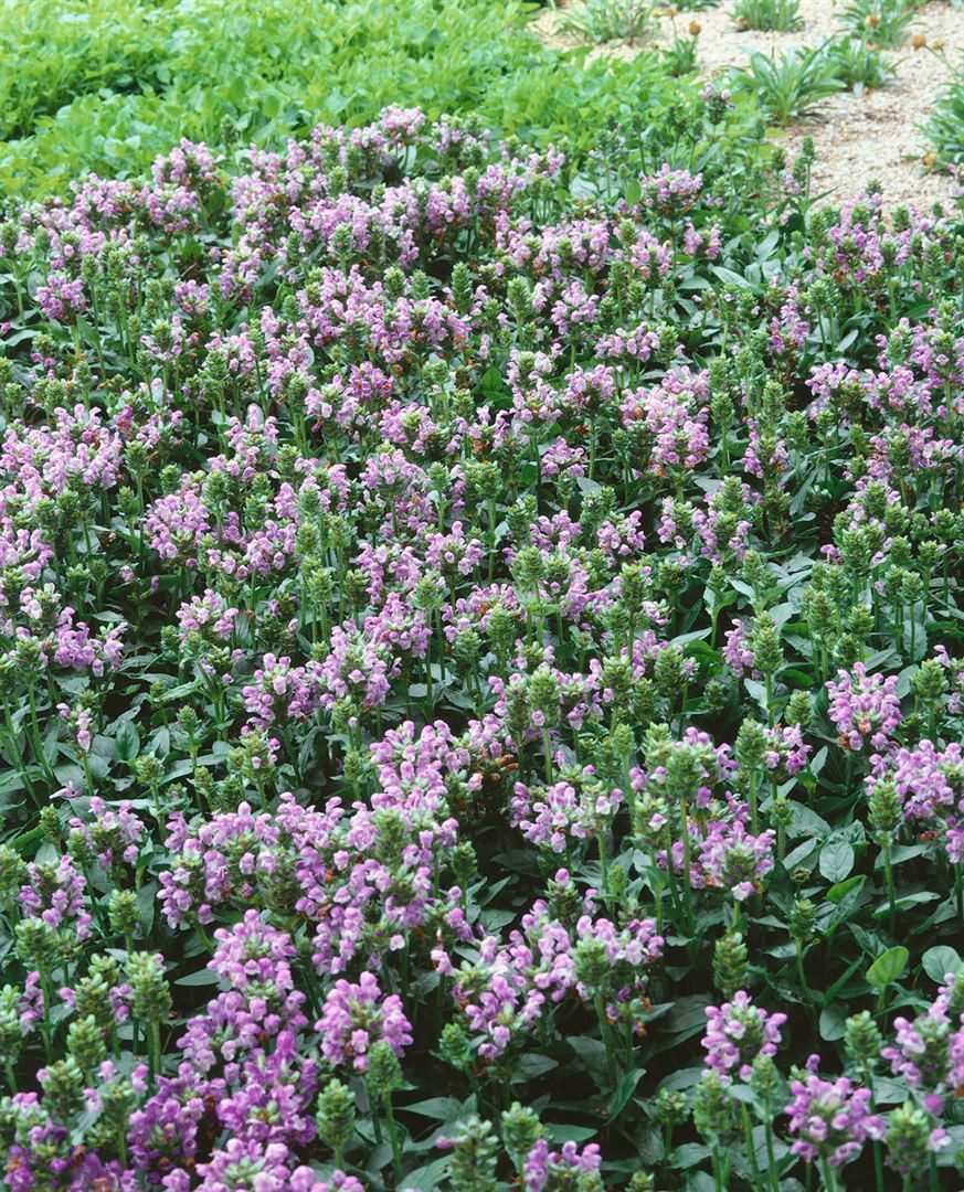Pflanzen für Dich Staude Prunella grand. Loveliness, 1 St., Großblütige Braunelle, Braunelle