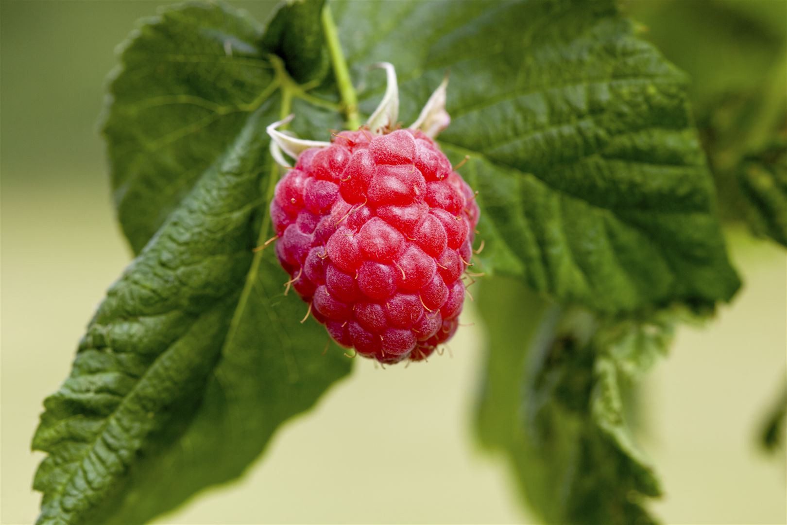 Pflanzen für Dich Obstpflanze Rubus idaeus Malling Promise, 1 St., Himbeere günstig online kaufen