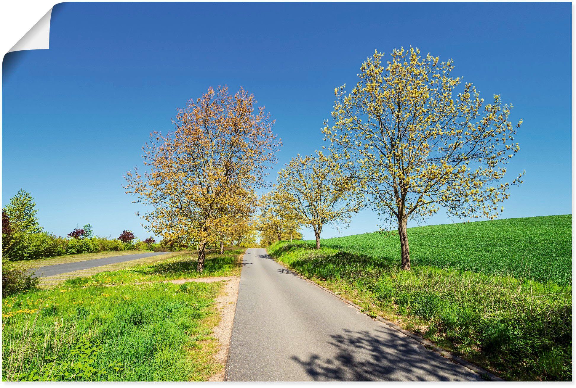 Artland Wandbild Straße und Bäume bei Kuchelmiß, Wiesen & Baumbilder (1 St),  als Alubild, Leinwandbild, Wandaufkleber oder Poster in versch. Größen