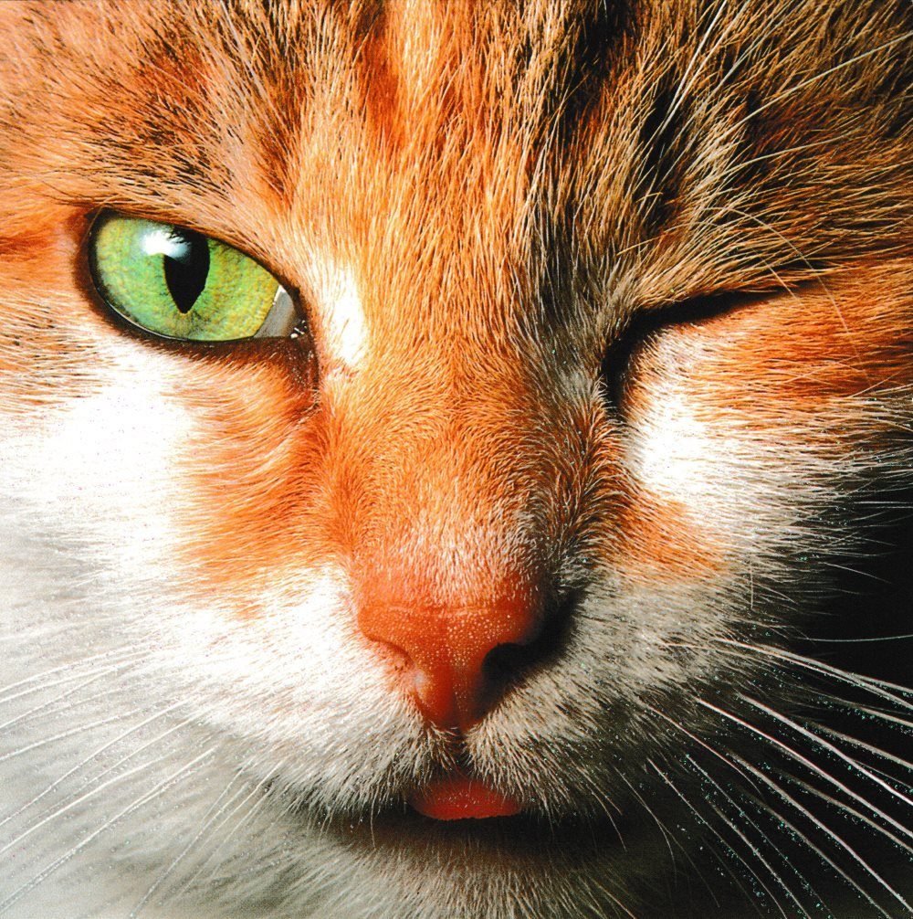 Postkarte Quadratische "Katze", Erwachsene