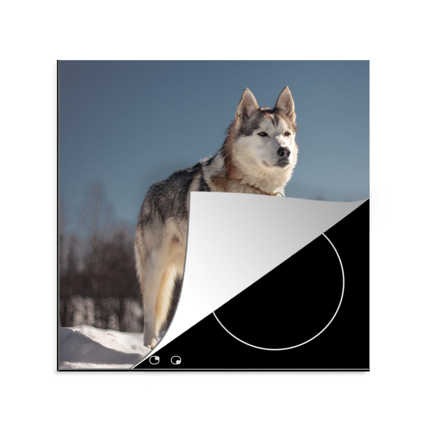 MuchoWow Herdblende-/Abdeckplatte Husky im Schnee, Vinyl, (1 tlg), 78x78 cm, Ceranfeldabdeckung, Arbeitsplatte für küche