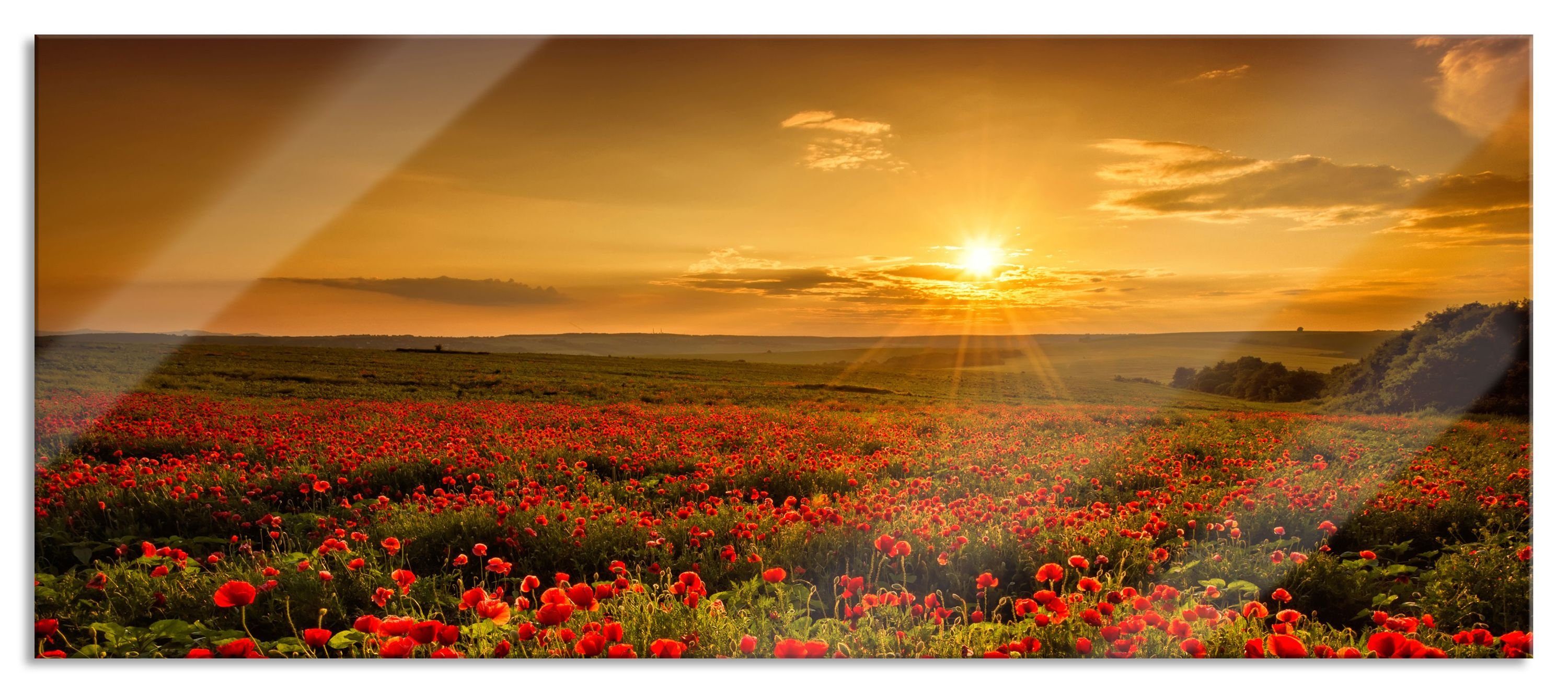 Glasbild Mohnblütenfeld bei Sonnenuntergang