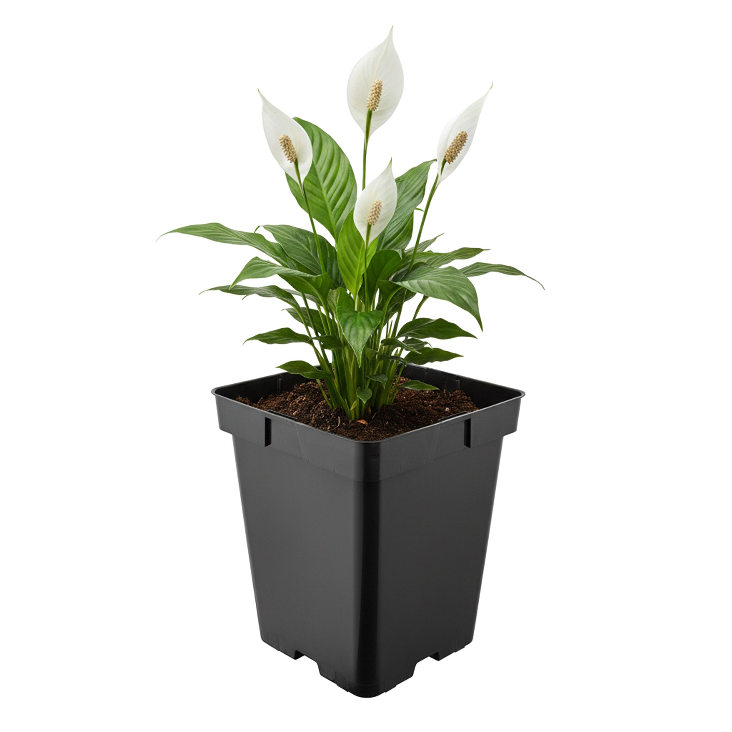 Garronda Blumentopf Kunststoff eckig mit Drainagelöchern Blumentopf für Garten GD-0199 (1 St)