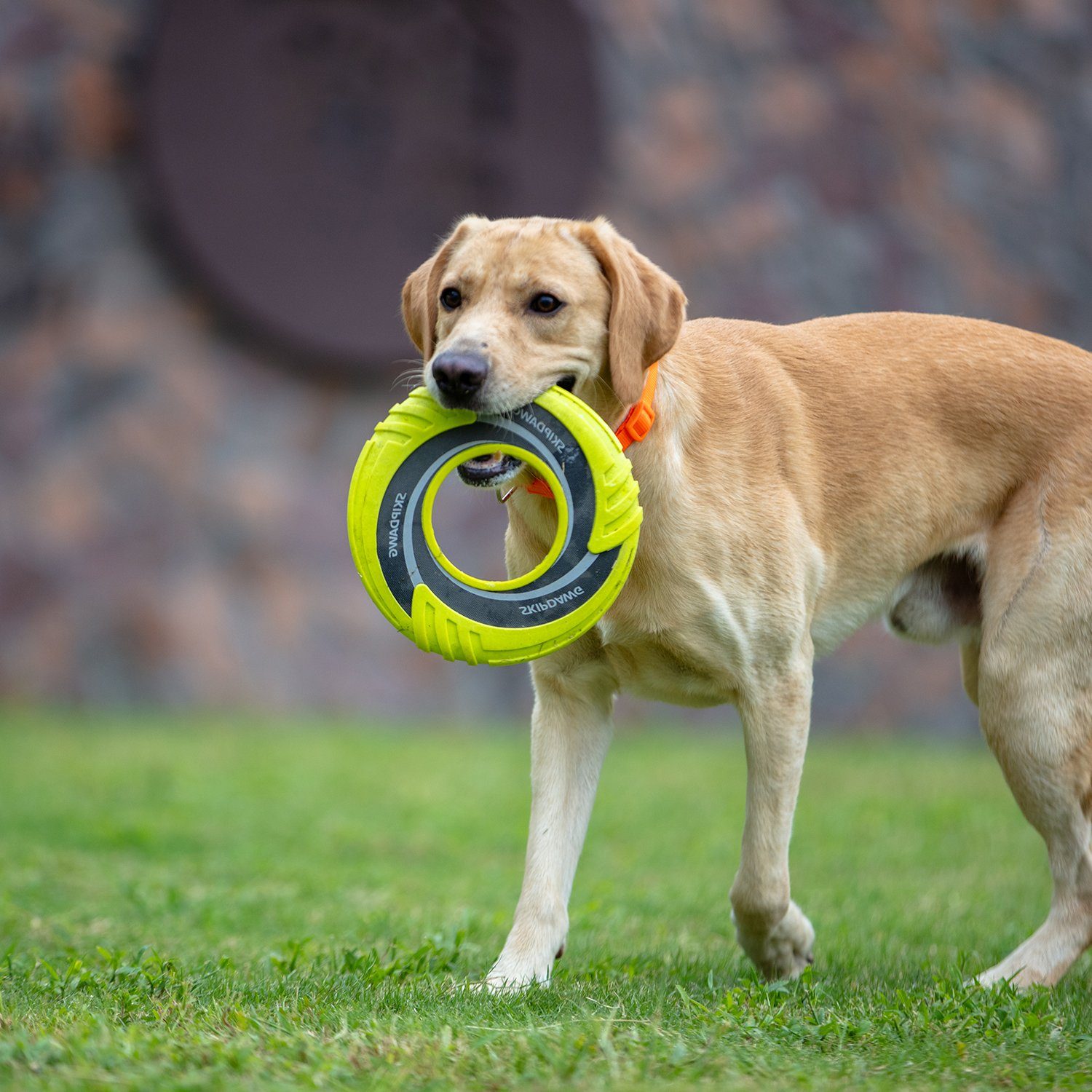 Flugscheibe/Wurfring, Tierball Hundespielzeug, Wurfring, Flugscheibe, Disc Skipdawg