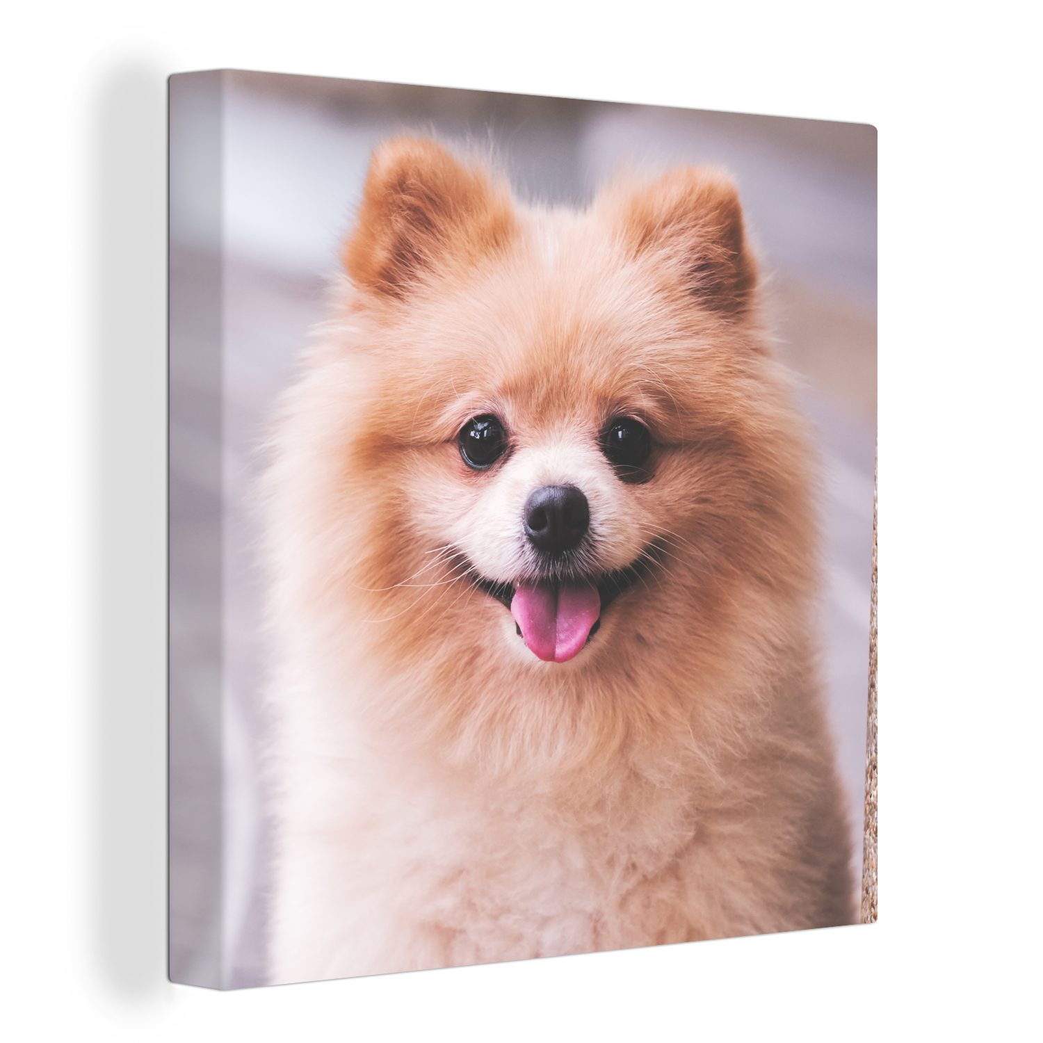 OneMillionCanvasses® Leinwandbild Pomeranian auf der Straße, (1 St), Leinwand Bilder für Wohnzimmer Schlafzimmer