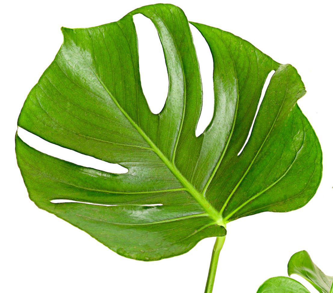 Dehner Zimmerpflanze Fensterblatt, Monstera deliciosa, geschlitztes Blattwe günstig online kaufen