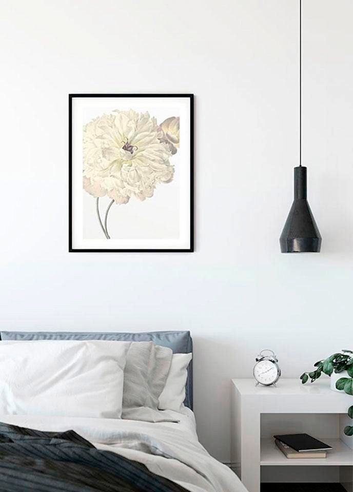 Komar Poster »Illustration Dahlia«, Blumen, Höhe: 70cm-kaufen