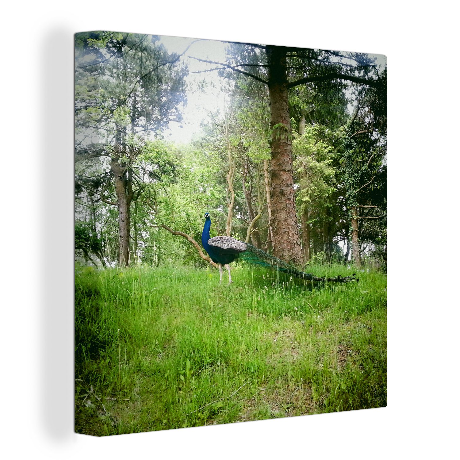 OneMillionCanvasses® Leinwandbild Pfau - Gras - Wald, (1 St), Leinwand Bilder für Wohnzimmer Schlafzimmer