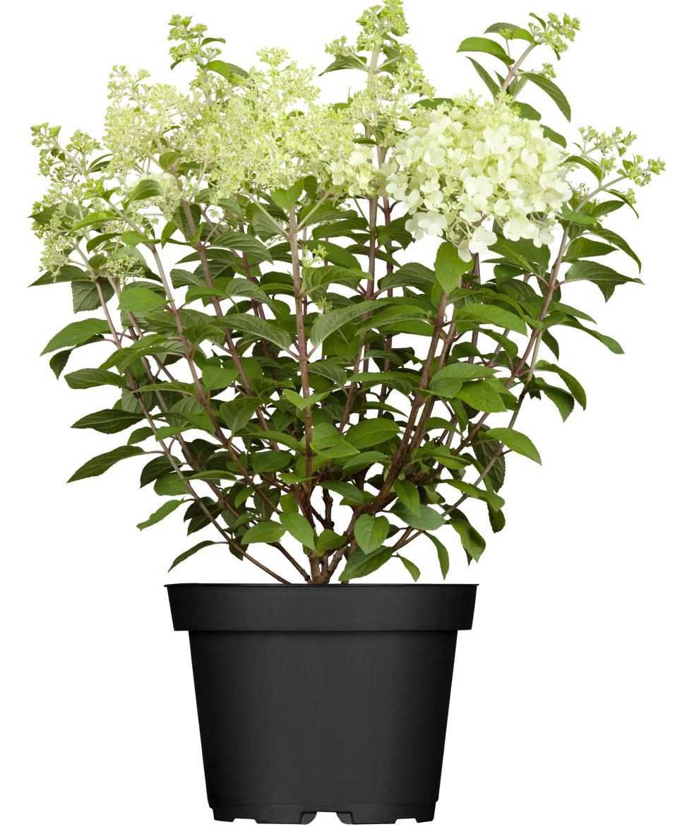 Pflanzen für Dich Gehölze Hydrangea pan. Limelight, 1 St., Rispenhortensie, Hortensie