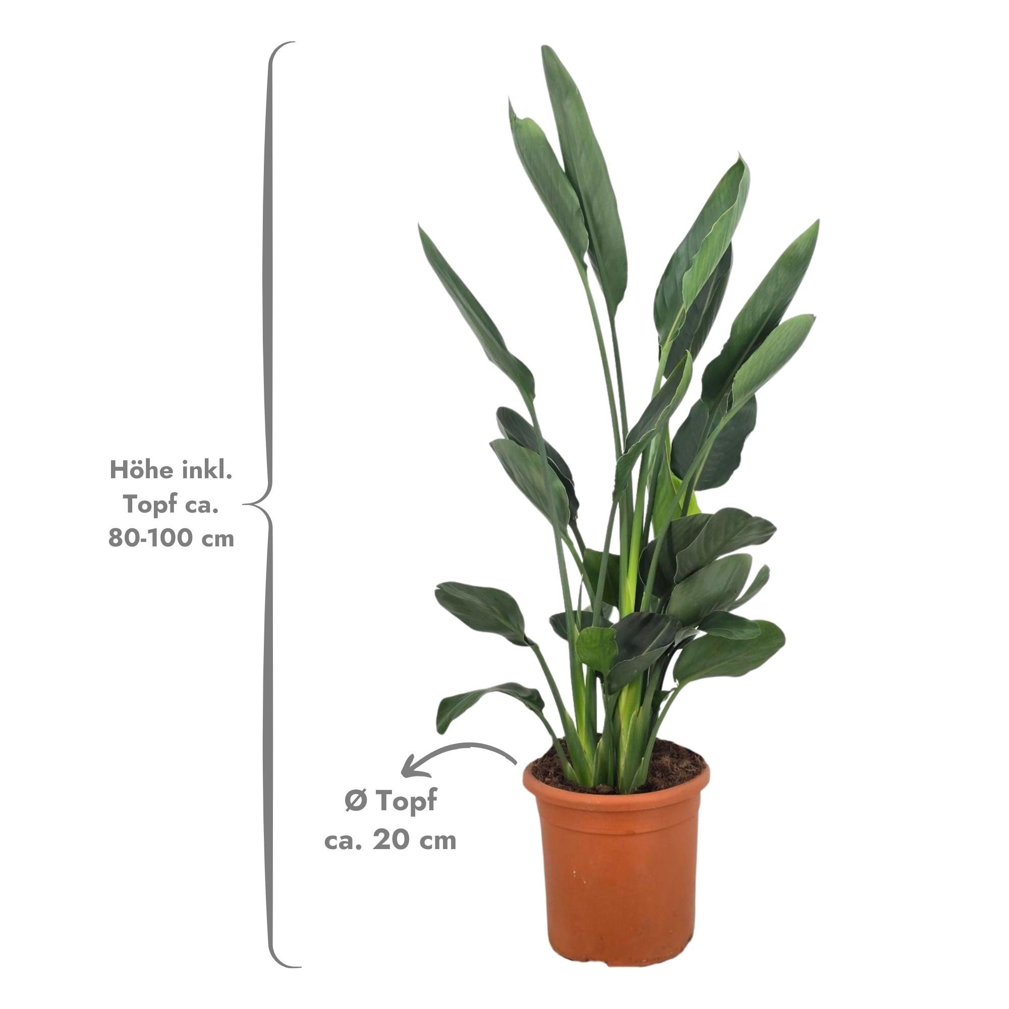 Meine Orangerie Kübelpflanzen Strelitzie - Strelitzia, Paradiesvogelblume, professionell kultivierte Strelitzie mit kräftigem Blattwerk – Bild 3 von 3