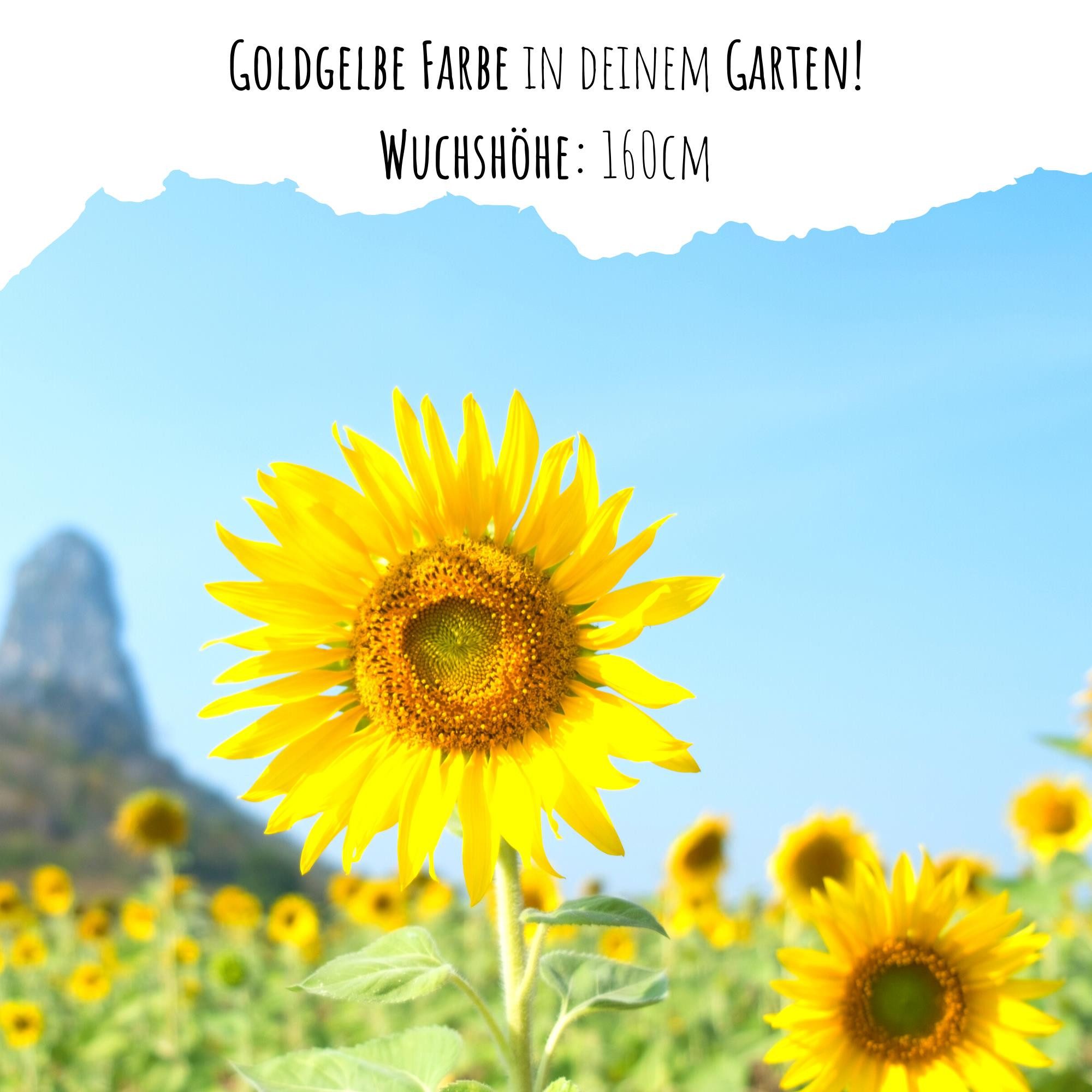 HappySeed Blumensamen Sonnenblumen Samen - Helianthus annuus (Goldgelb), Sonnenblumen