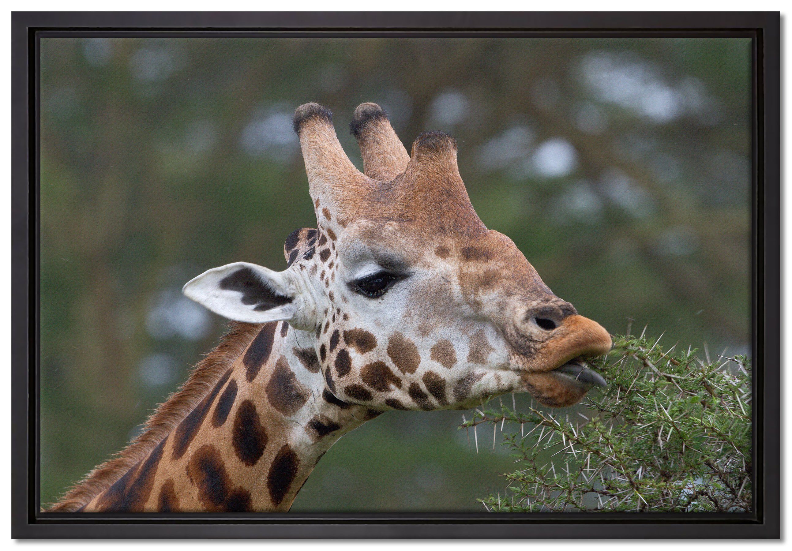Pixxprint Leinwandbild schöne Giraffe beim Fressen, Wanddekoration (1 St), Leinwandbild fertig bespannt, in einem Schattenfugen-Bilderrahmen gefasst, inkl. Zackenaufhänger