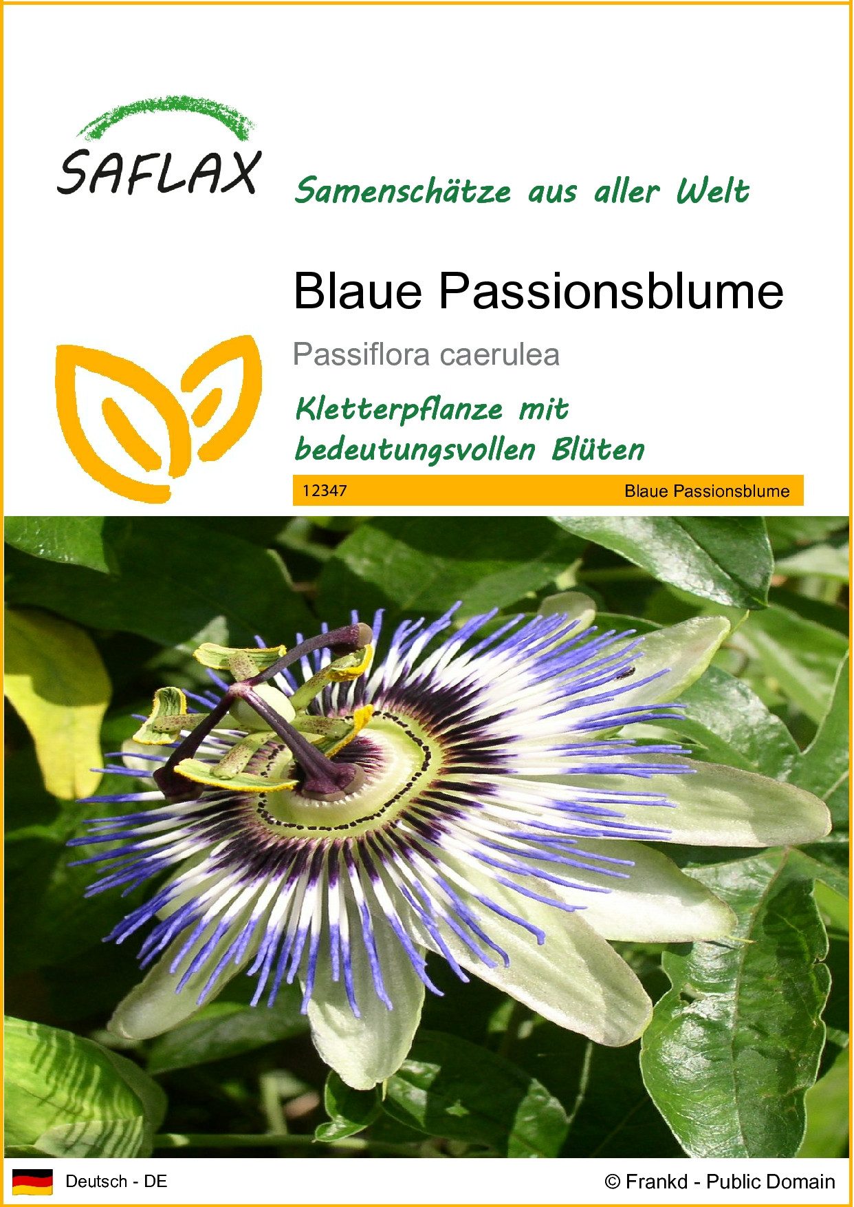 SAFLAX Blumensamen SAFLAX - Samen - Blaue Passionsblume