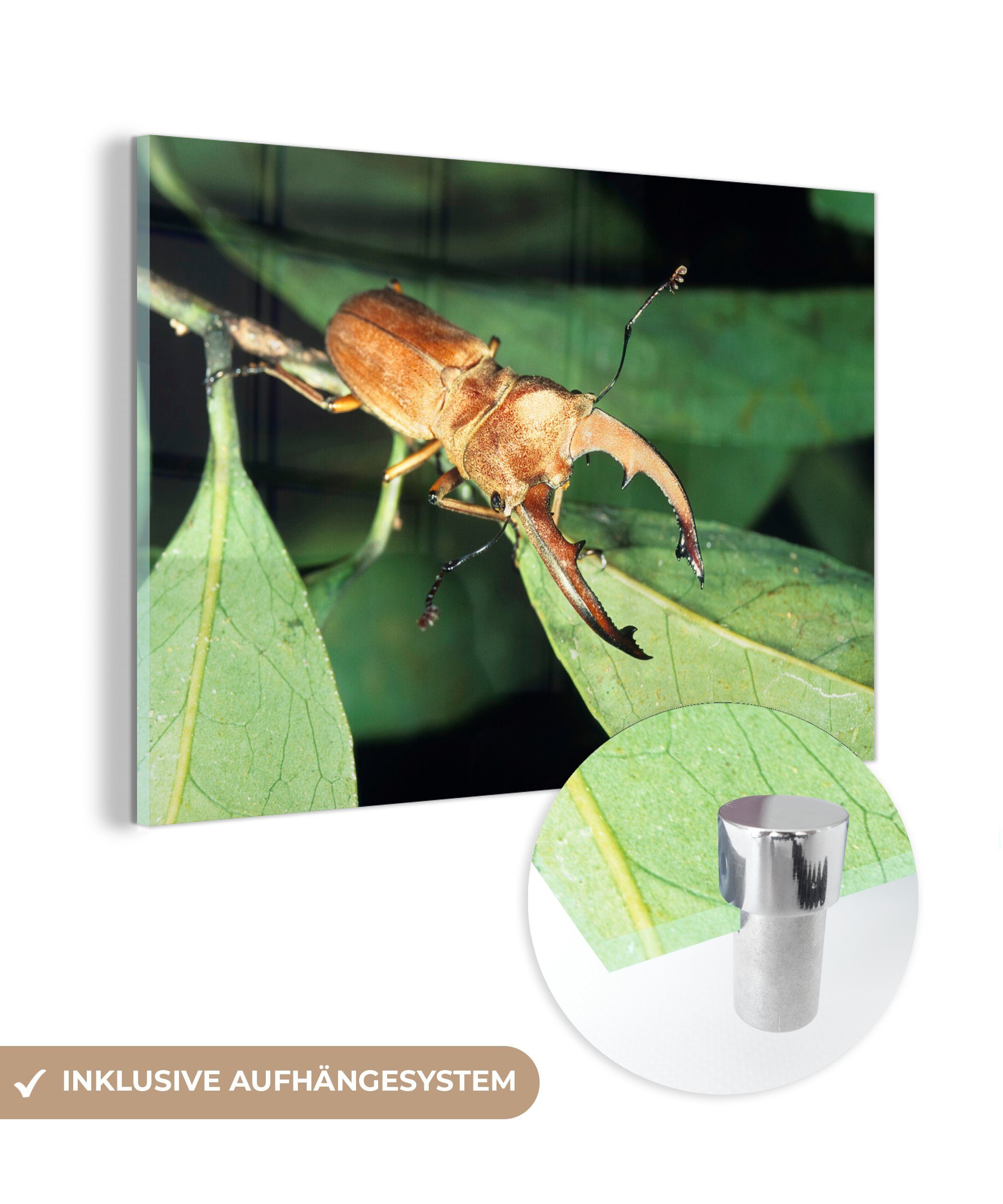 MuchoWow Acrylglasbild Fliegende Hirsche auf einem Blatt, (1 St), Acrylglasbilder Wohnzimmer & Schlafzimmer