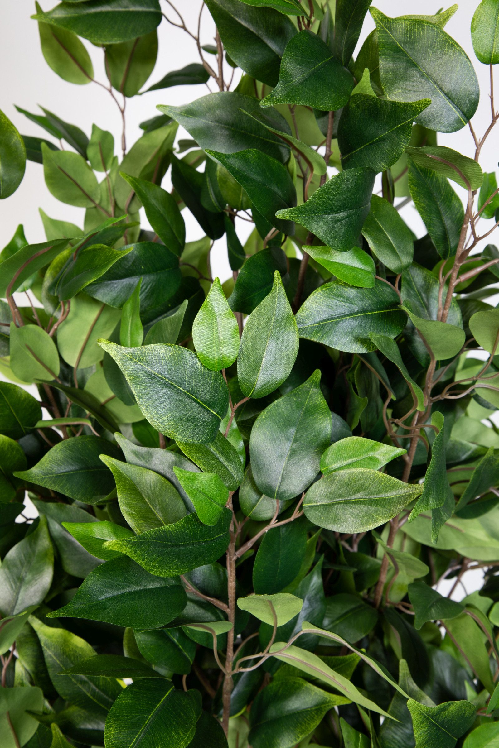 Kunstbaum Ficus Nitida 180cm grün LA günstig online kaufen