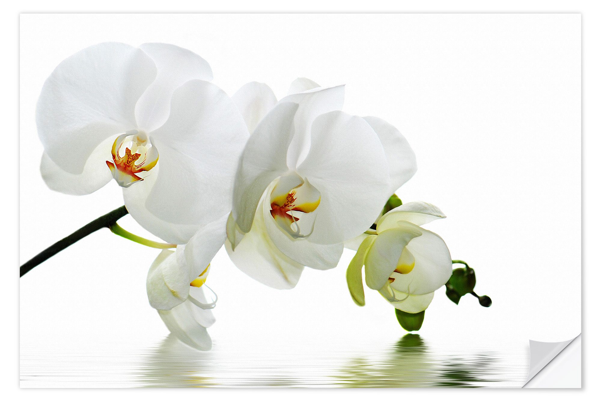 Posterlounge Wandfolie Atteloi, Orchidee mit Spiegelung IV, Badezimmer Fotografie