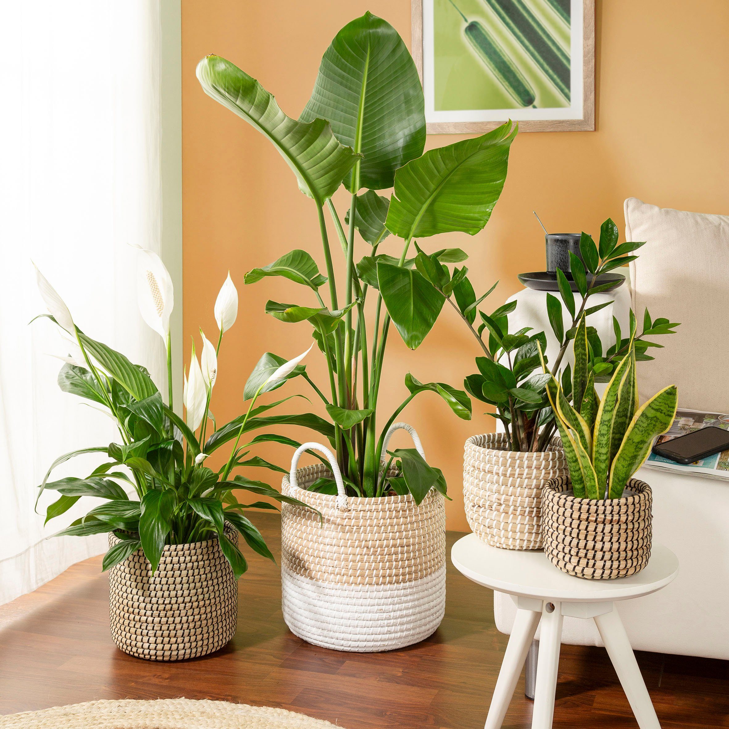 Scheurich Blumentopf nature white 27/515 günstig online kaufen