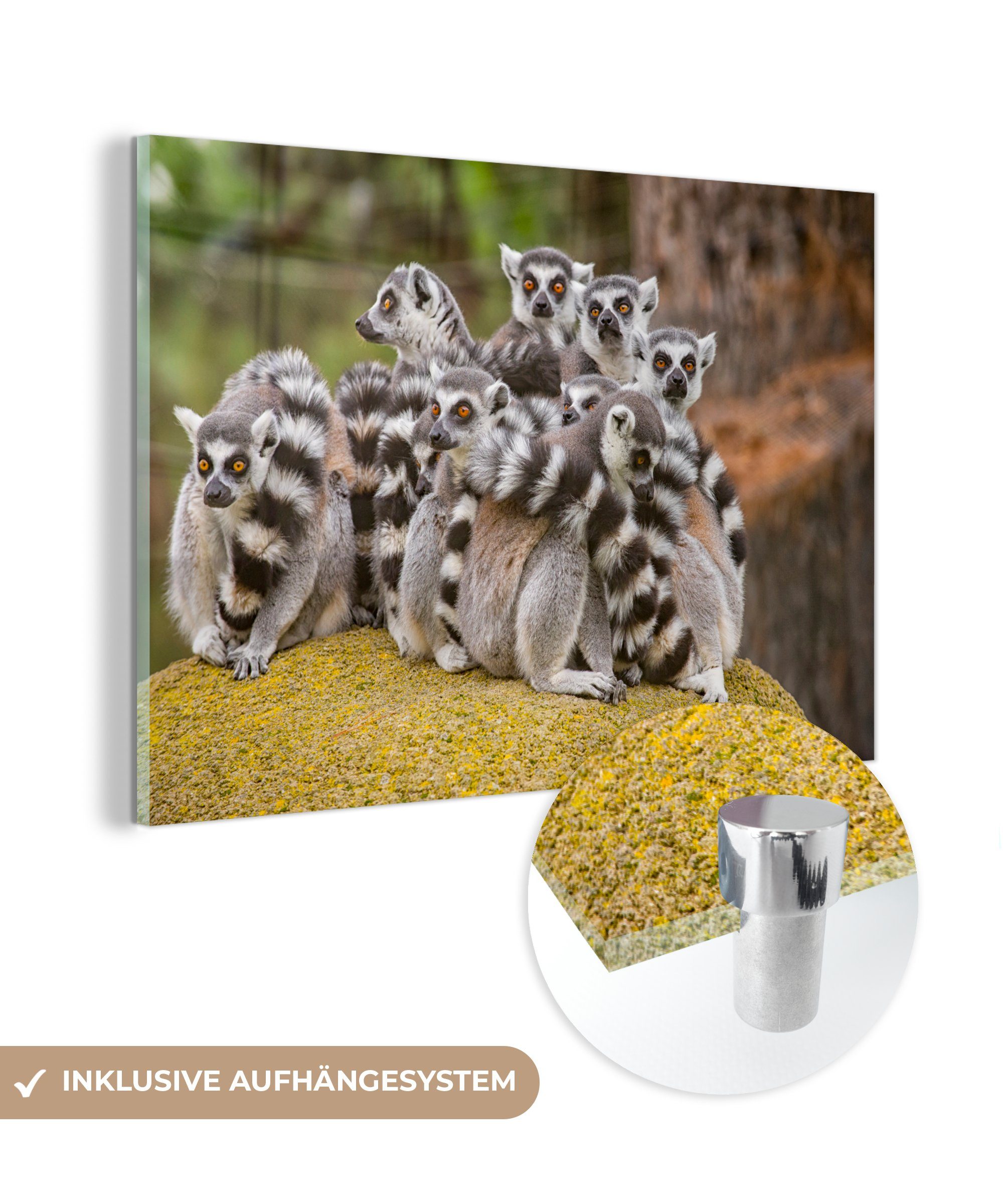 MuchoWow Acrylglasbild Acht Lemuren-Affen auf einem Felsen, (1 St), Acrylglasbilder Wohnzimmer & Schlafzimmer