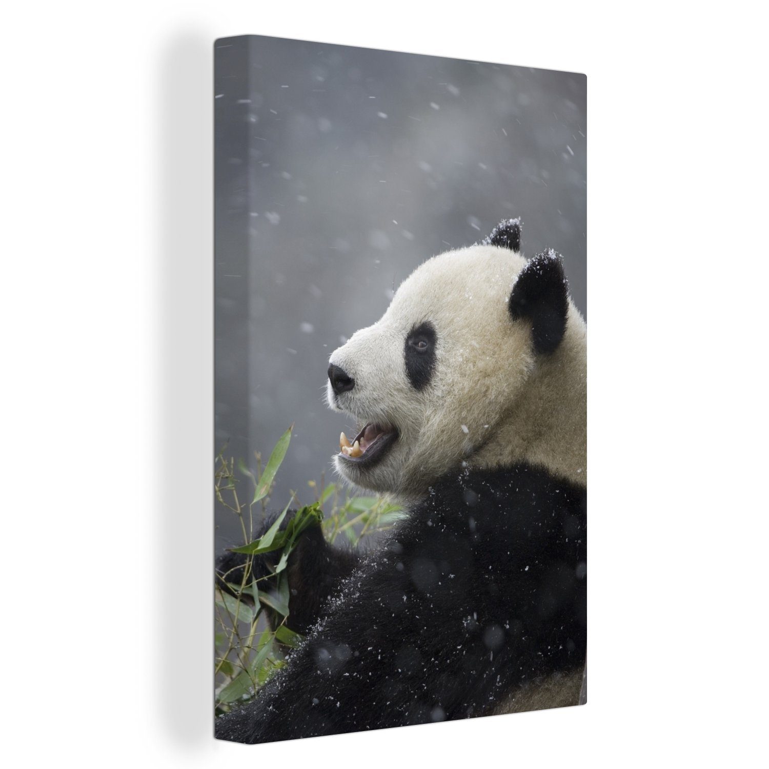 OneMillionCanvasses® Leinwandbild Panda - Schnee - Winter, (1 St), Leinwandbild fertig bespannt inkl. Zackenaufhänger, Gemälde, 20x30 cm