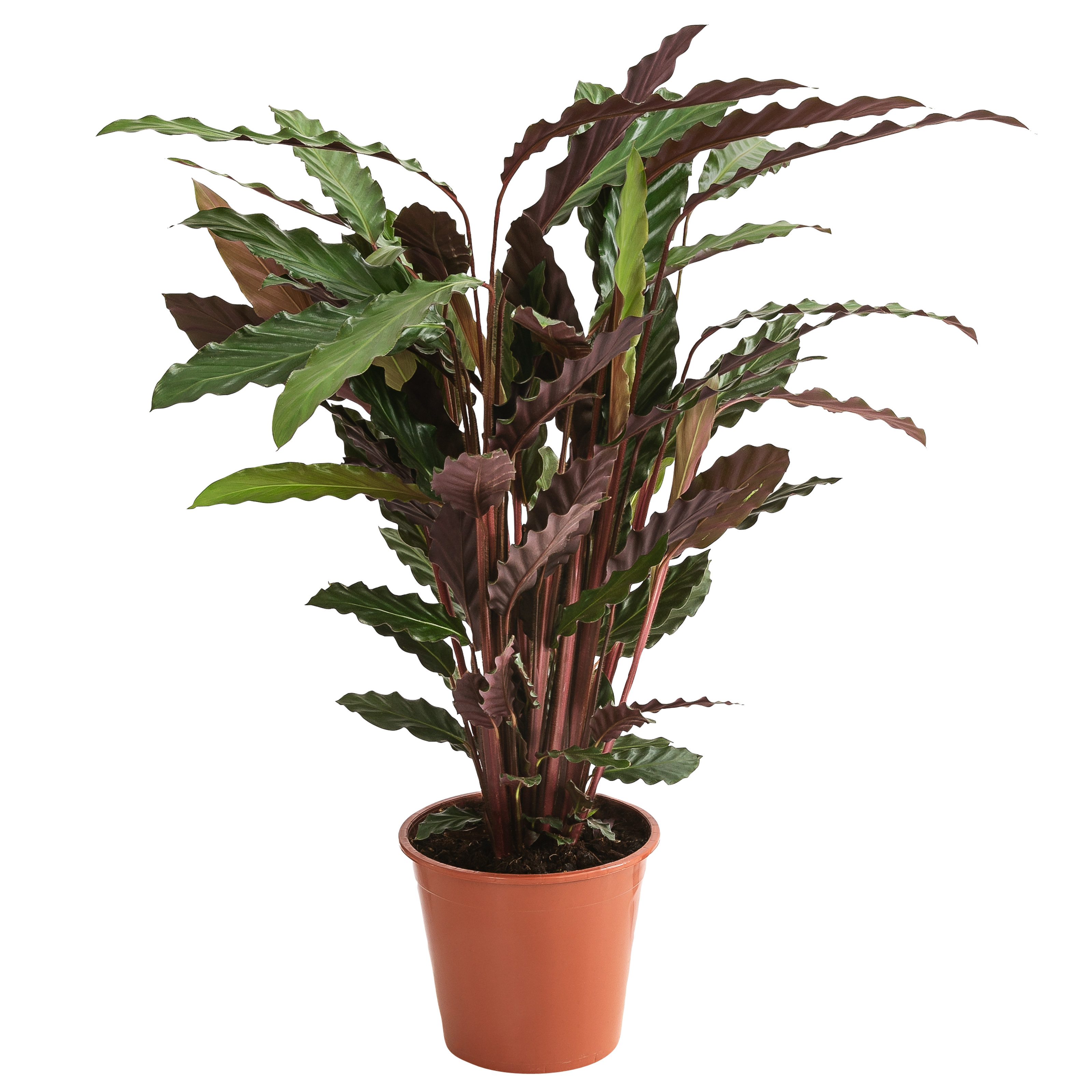 Dehner Zimmerpflanze Korbmarante Calathea Wavestar, 80-90 cm, ca. 80 - 90 cm, gewellte, grün, rote Blätter, luftreinigend