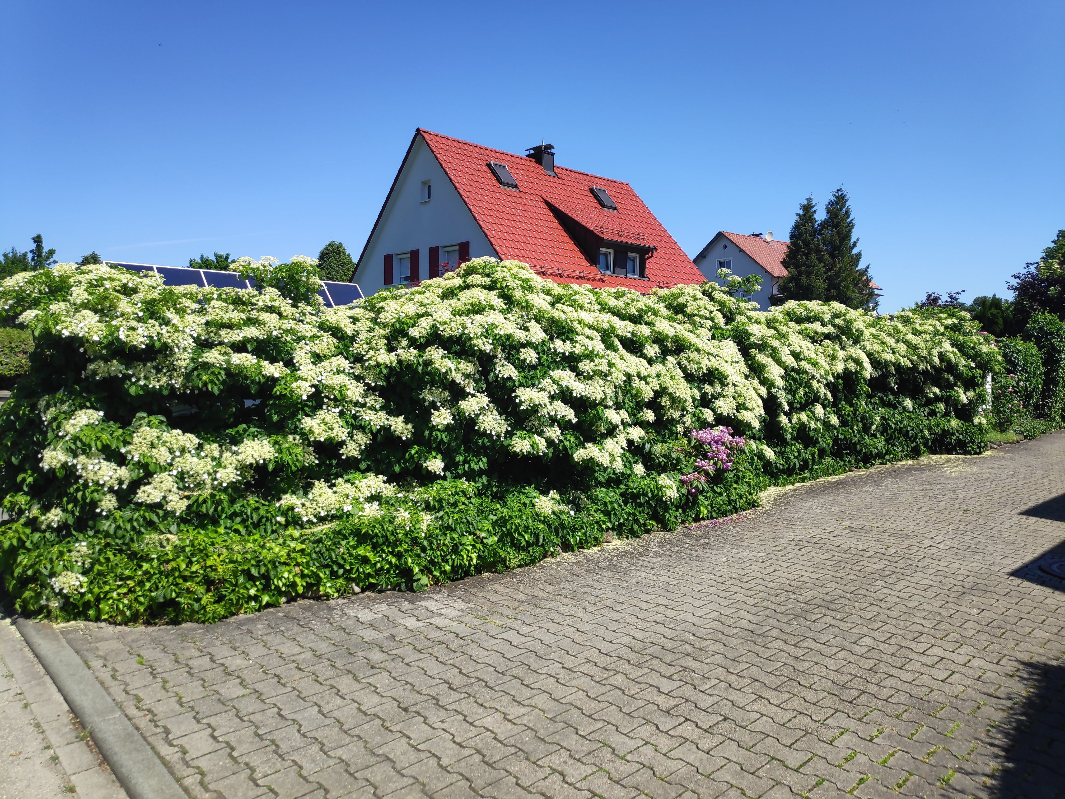 Baumschule Gold Kletterpflanze Kletterhortensie Hydrangea petiolaris 40-60