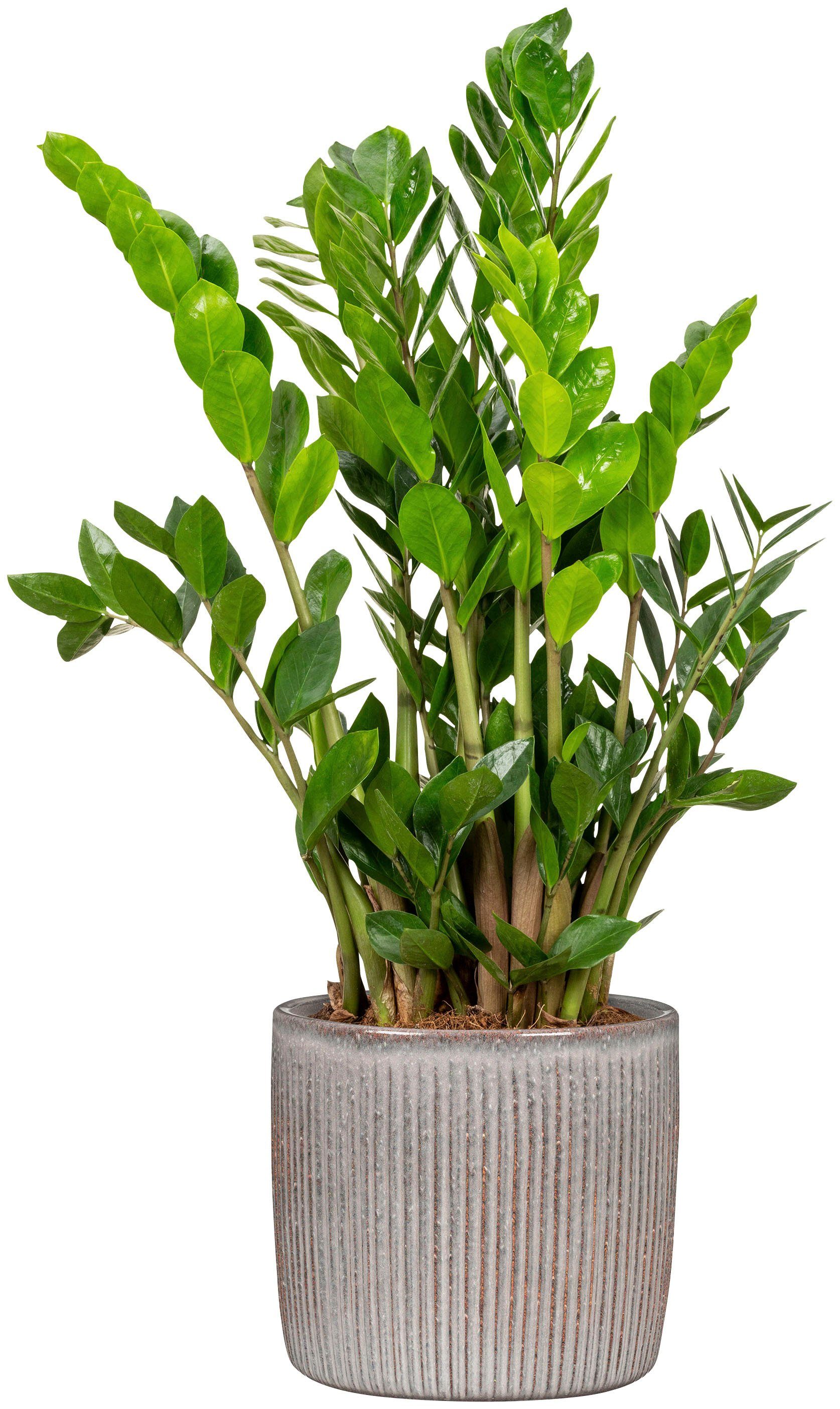 Scheurich Blumentopf 909/21 seashell günstig online kaufen