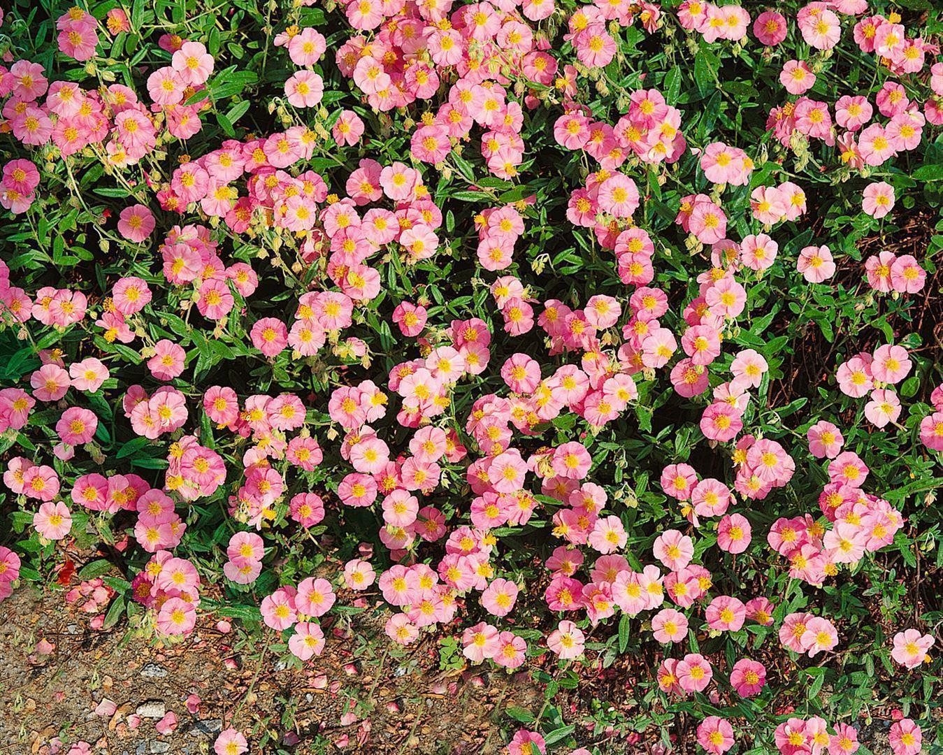 Pflanzen für Dich Staude Helianthemum cult. Lawrensons Pink, 1 St., Sonnenröschen