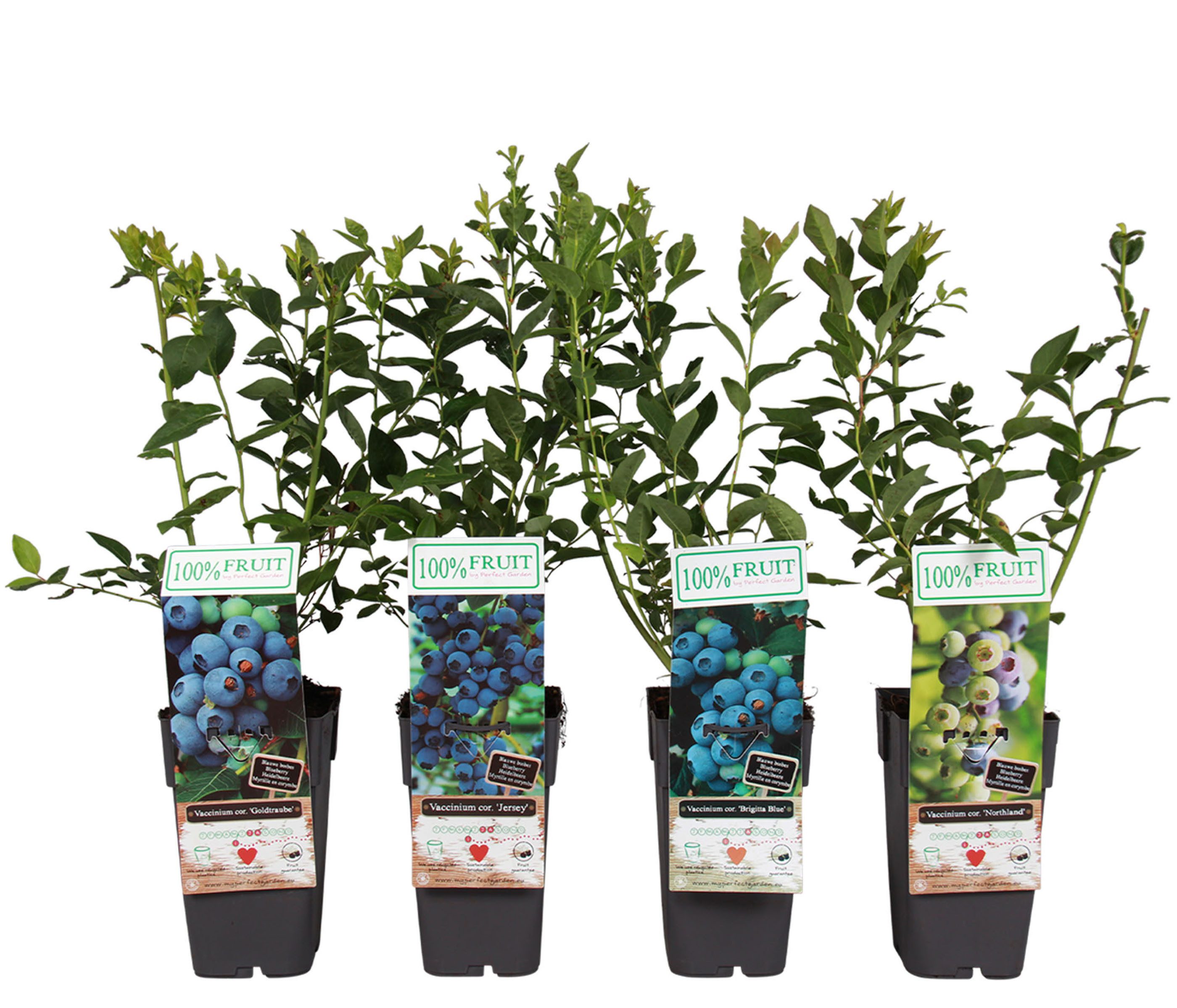 Dehner Obstpflanze Heidelbeere, 4er Set, je 50-60 cm, je 2l Topf, mehrjährige, selbstbefruchtende Beerensträucher, insektenfreundlich