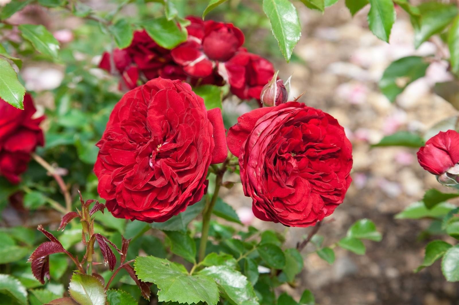 Pflanzen für Dich Rose Rosa Rotkäppchen
